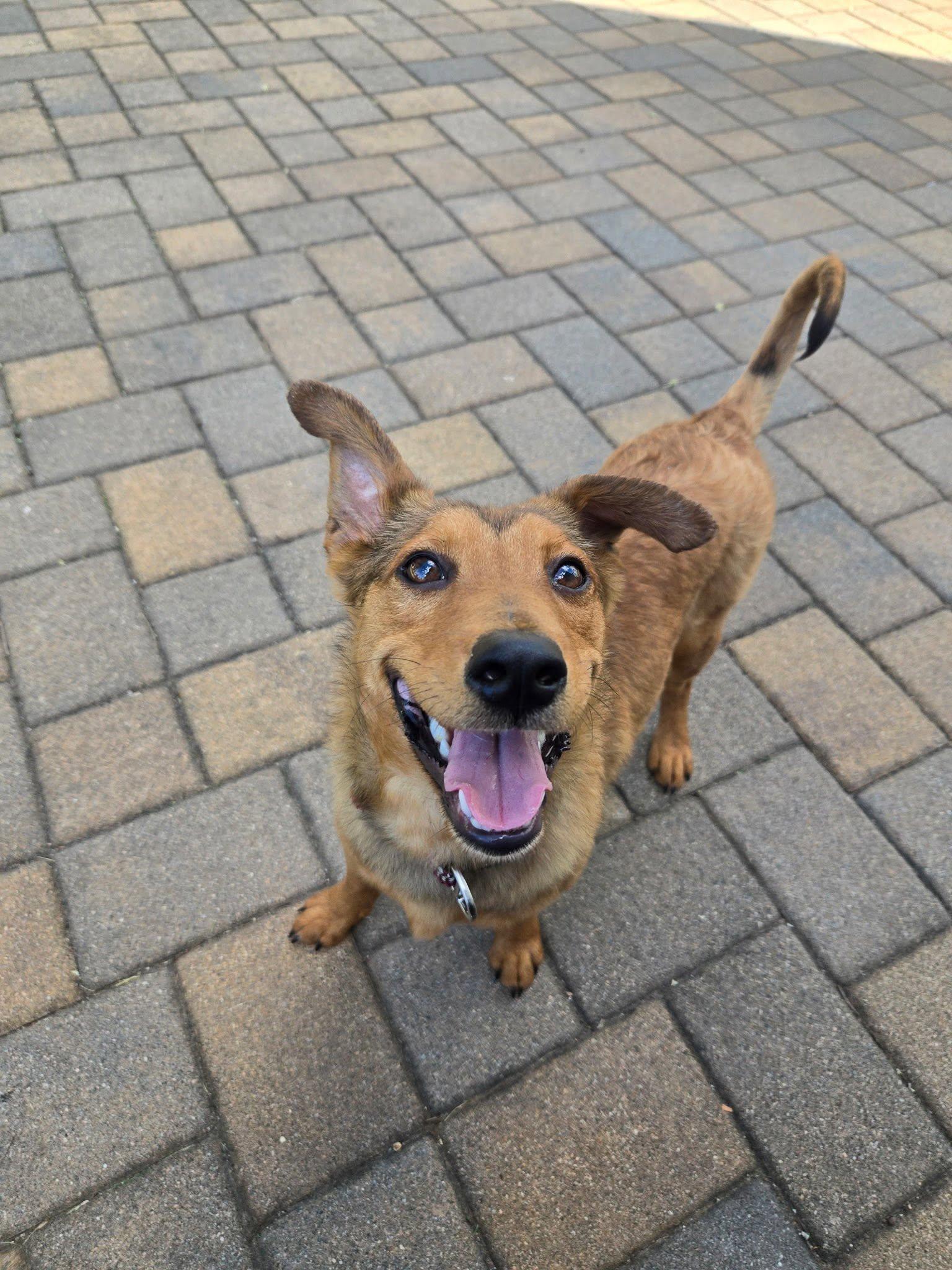 Enlarge Sammie, a ADOPTABLE mixed breed in Riverdale, NJ image 6/6
