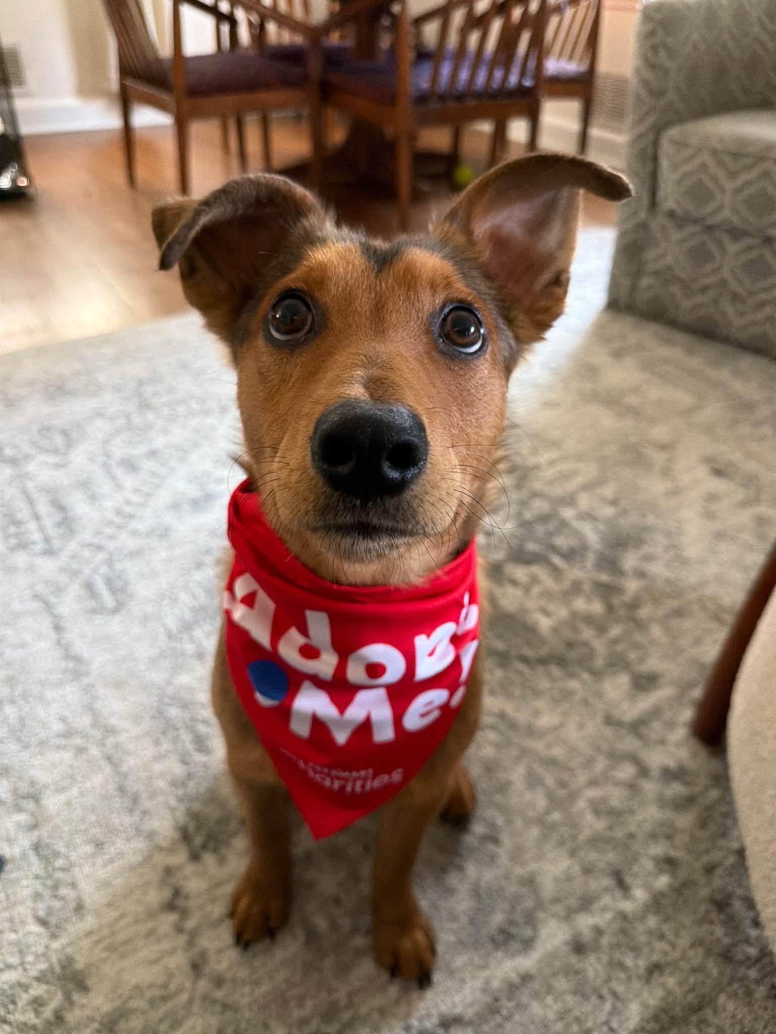 Sammie, ADOPTABLE, Young Male Collie.