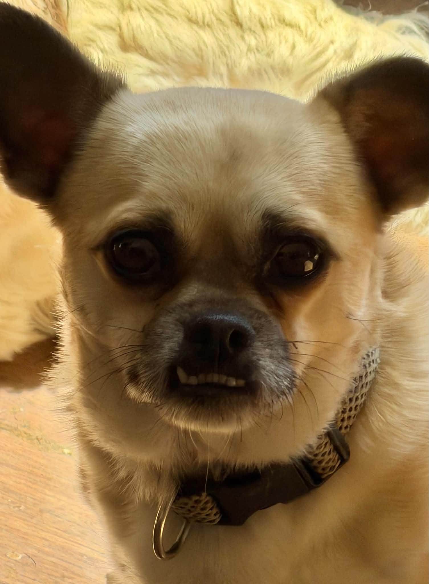 Koby, ADOPTABLE, Adult Male Pug & Chihuahua.