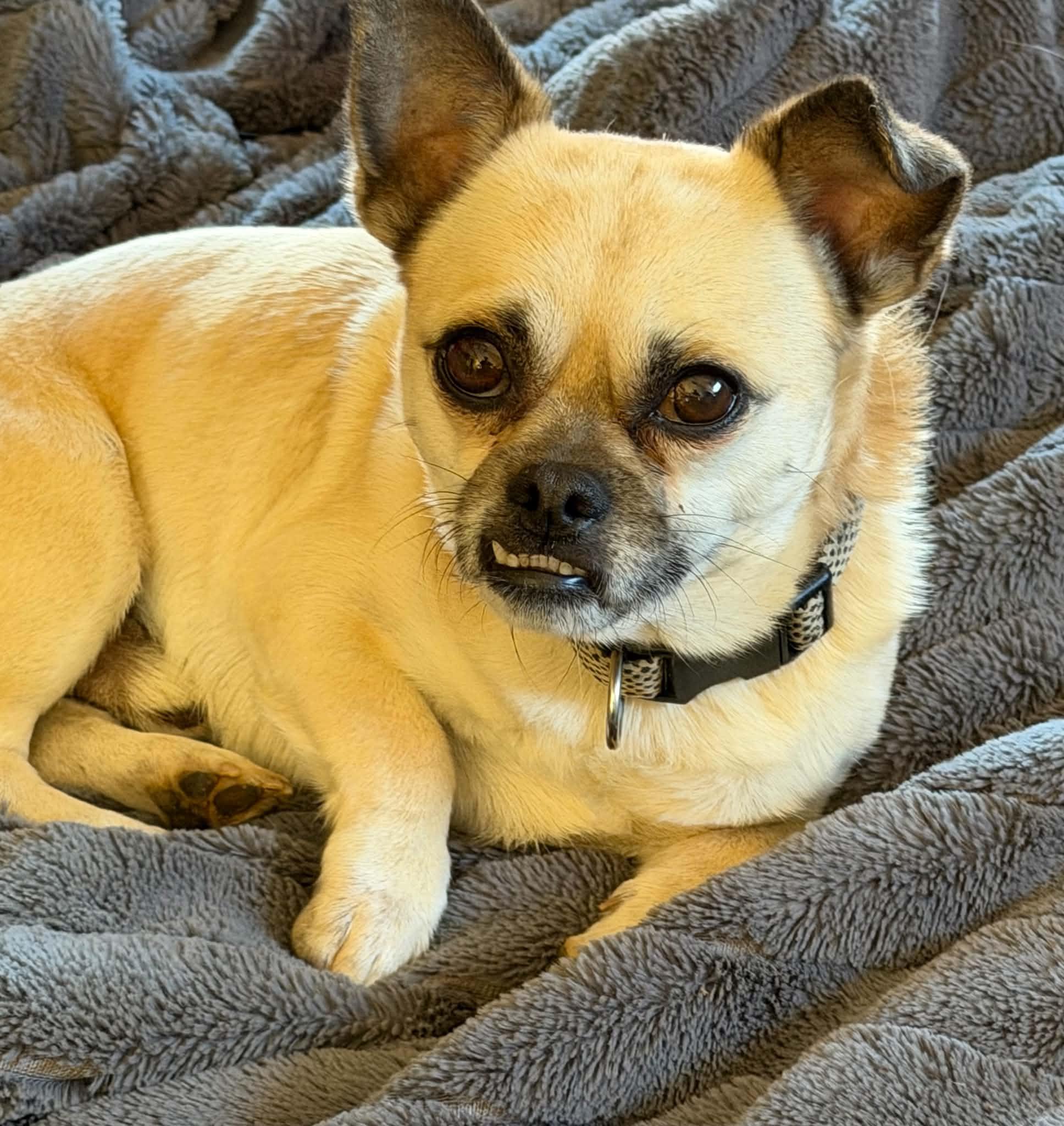 Koby, a ADOPTABLE mixed breed in Zanesville, OH image 3/3