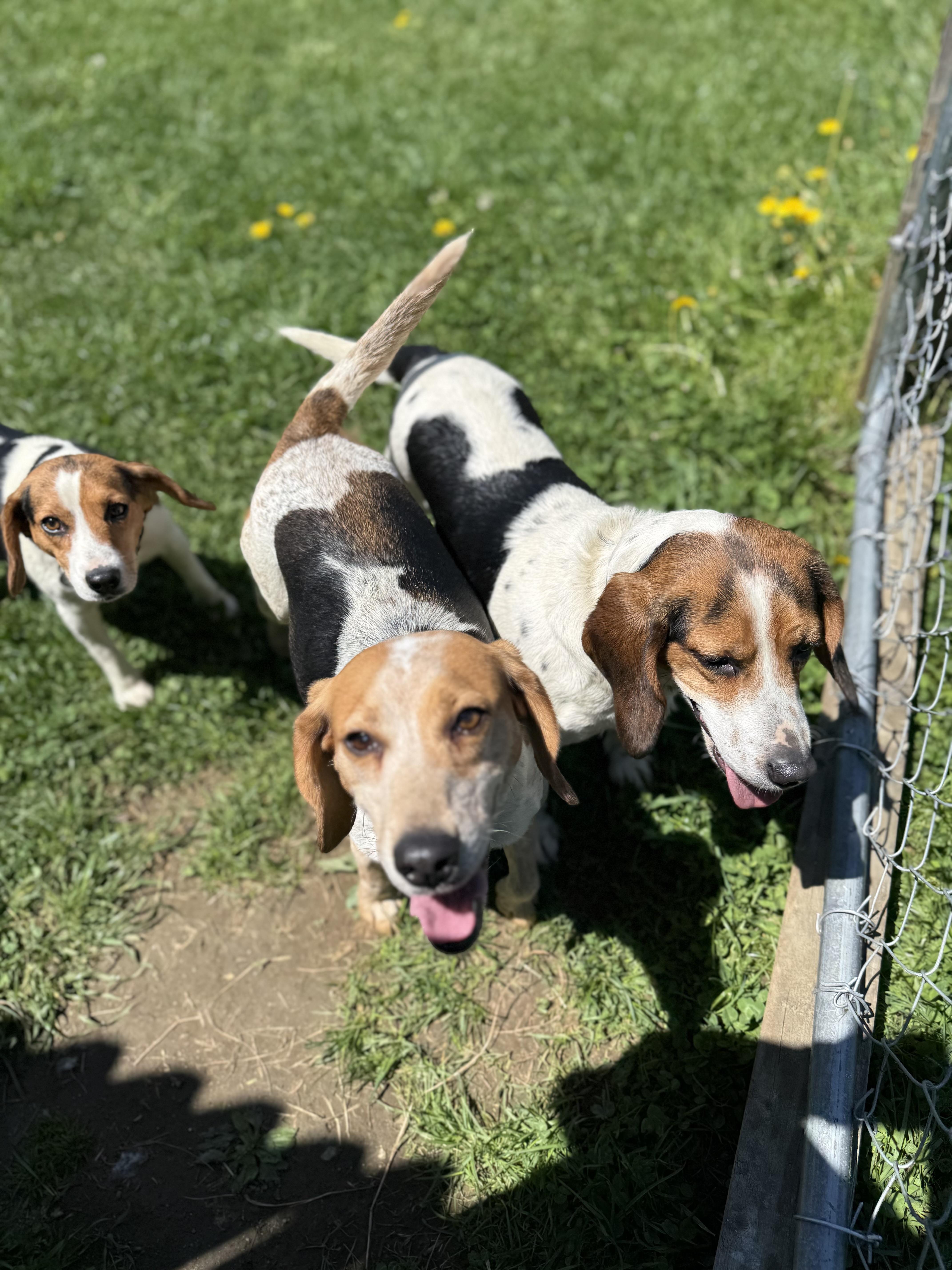 Enlarge April, a ADOPTABLE Beagle in Springfield, VT image 2/6