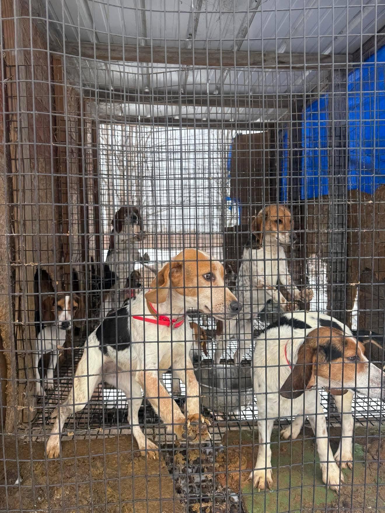 Enlarge April, a ADOPTABLE Beagle in Springfield, VT image 6/6