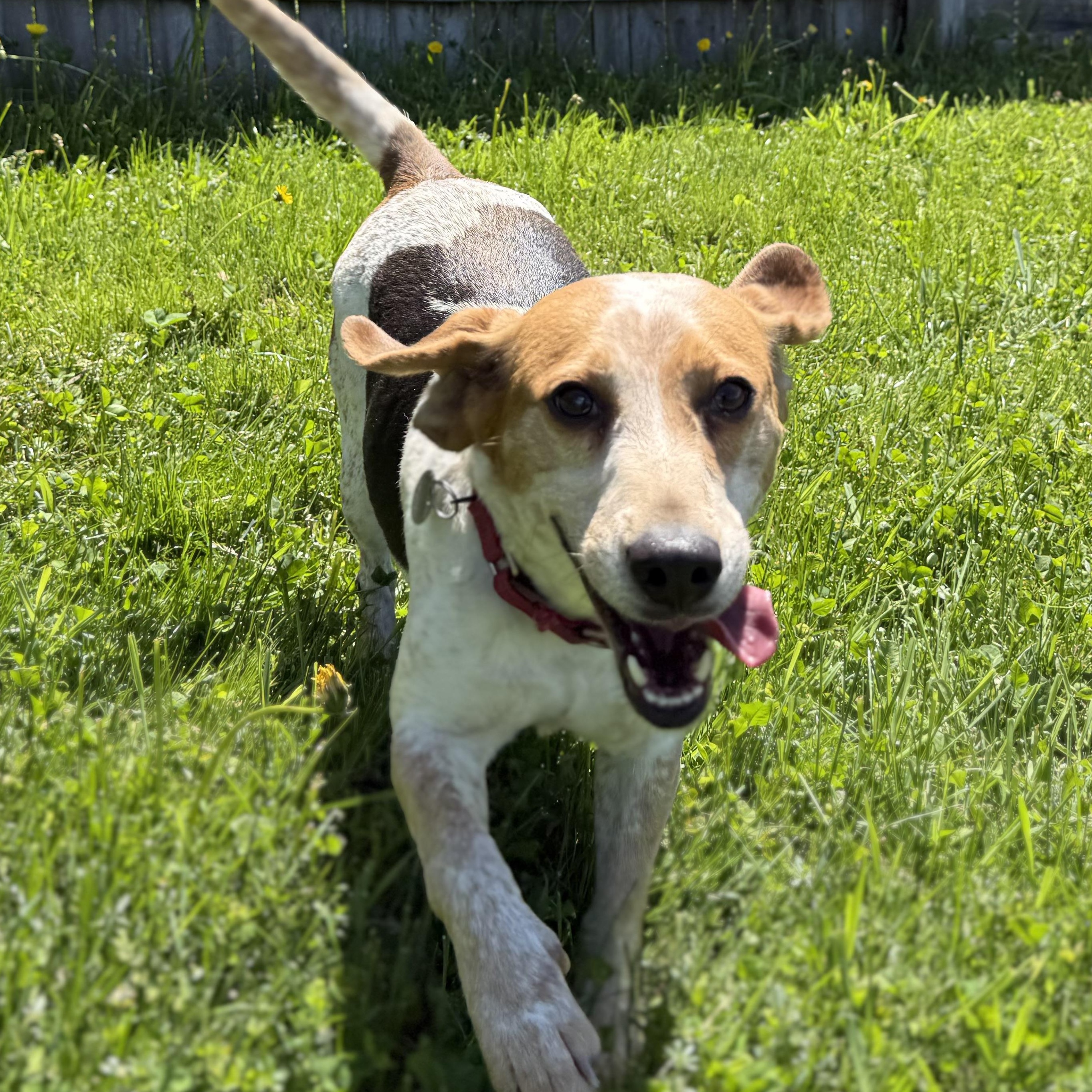 April, ADOPTABLE, Adult Female Beagle.