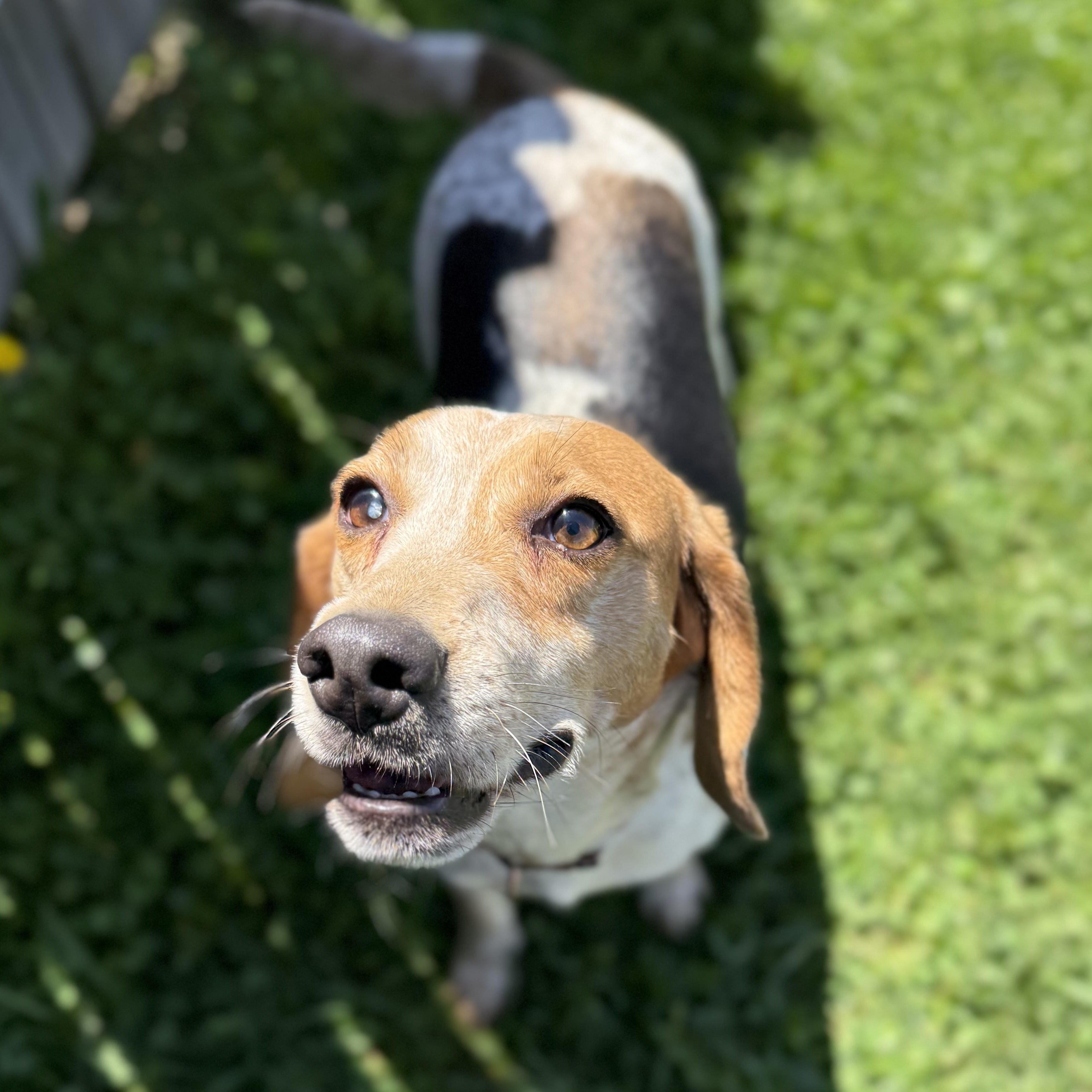 Enlarge April, a ADOPTABLE Beagle in Springfield, VT image 5/6