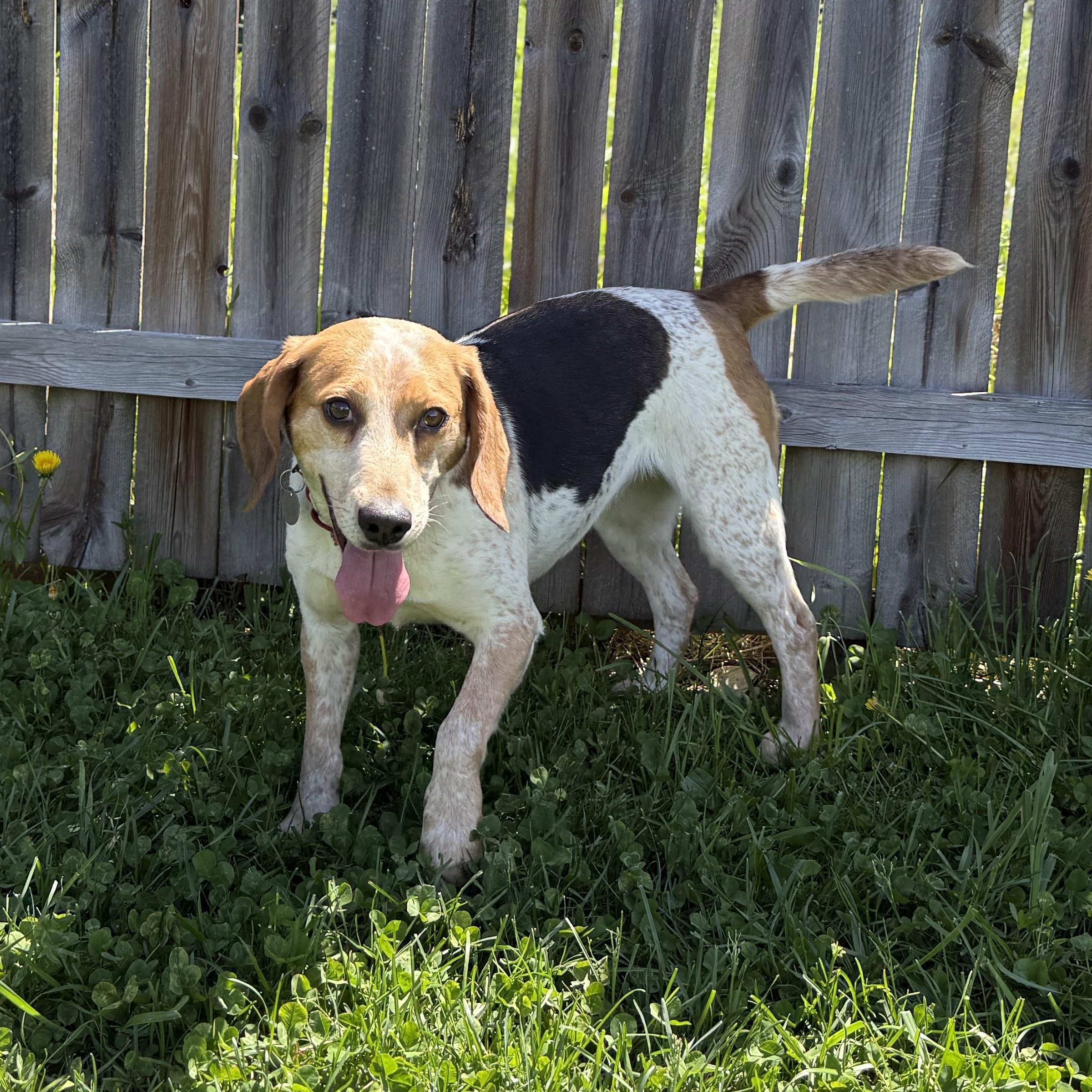 Enlarge April, a ADOPTABLE Beagle in Springfield, VT image 4/6