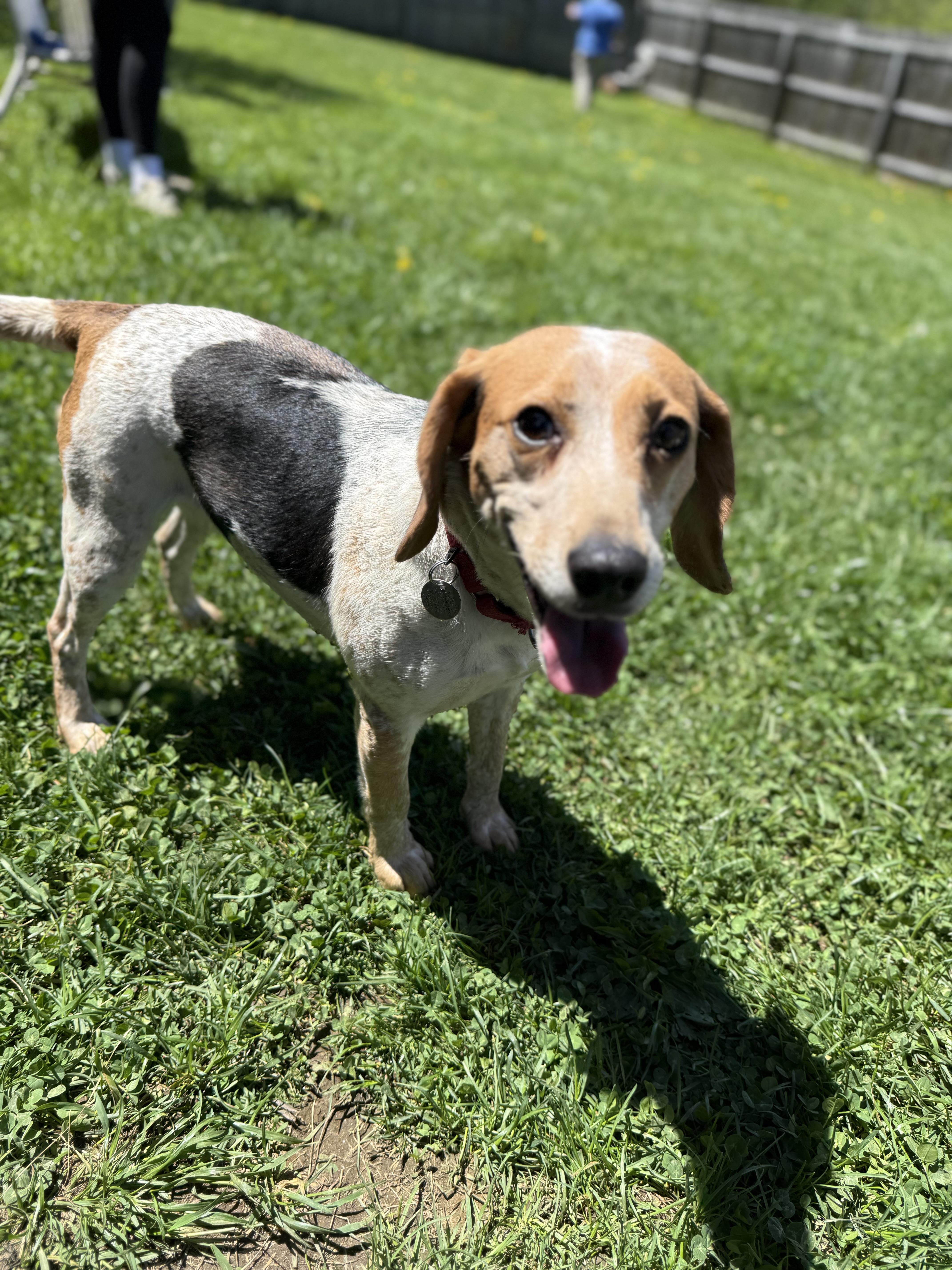 Enlarge April, a ADOPTABLE Beagle in Springfield, VT image 3/6