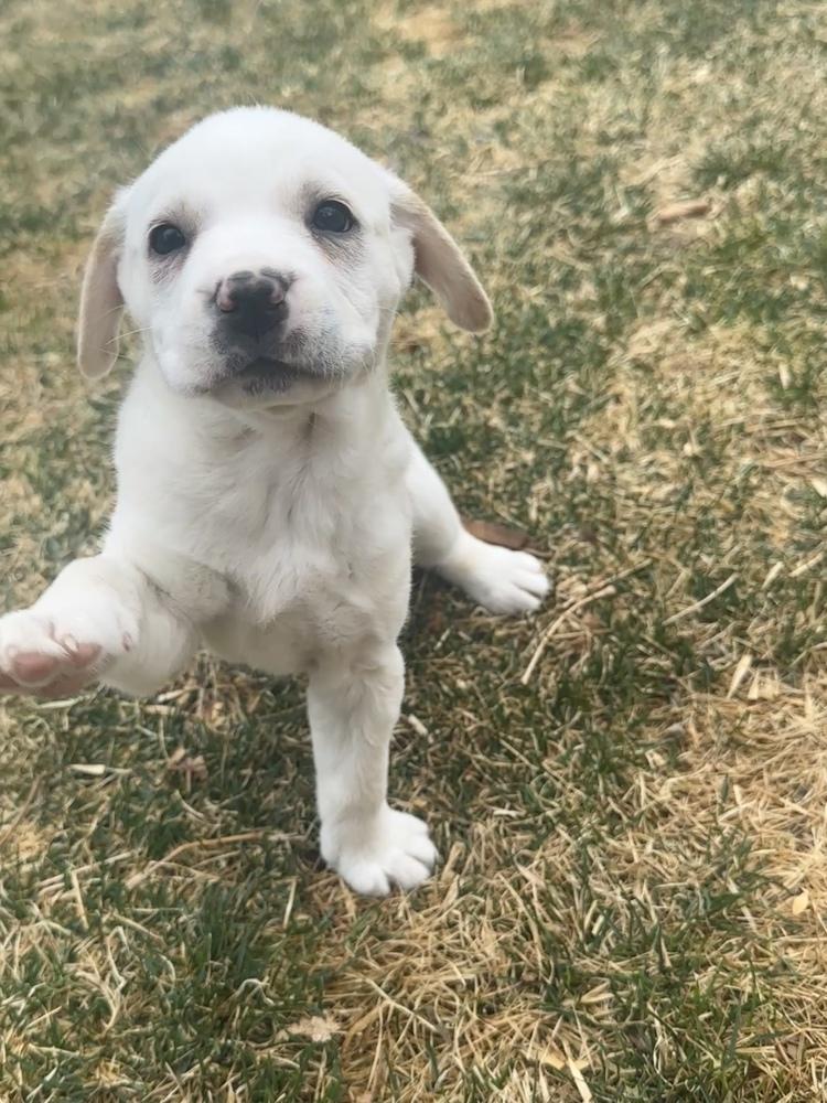 Enlarge Ukiah / Flora, a Adopted mixed breed in Broomfield, CO image 1/6