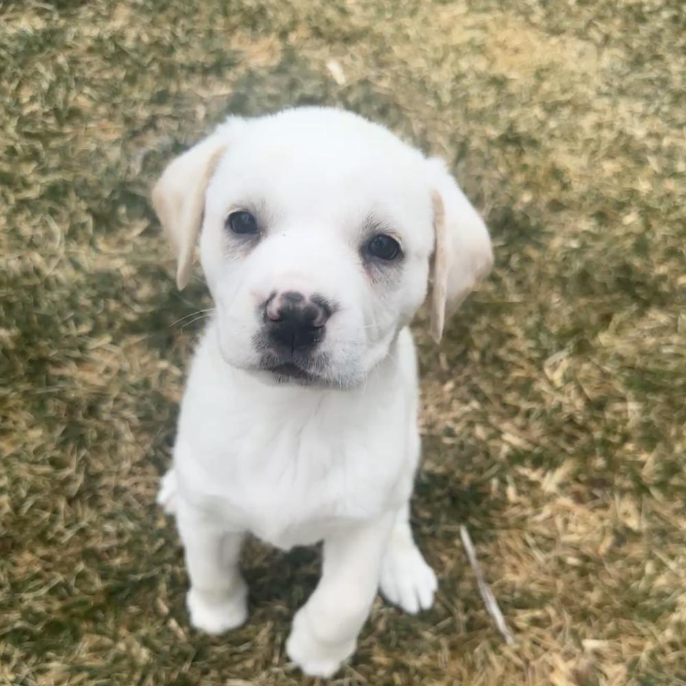 Enlarge Ukiah / Flora, a Adopted mixed breed in Broomfield, CO image 2/6