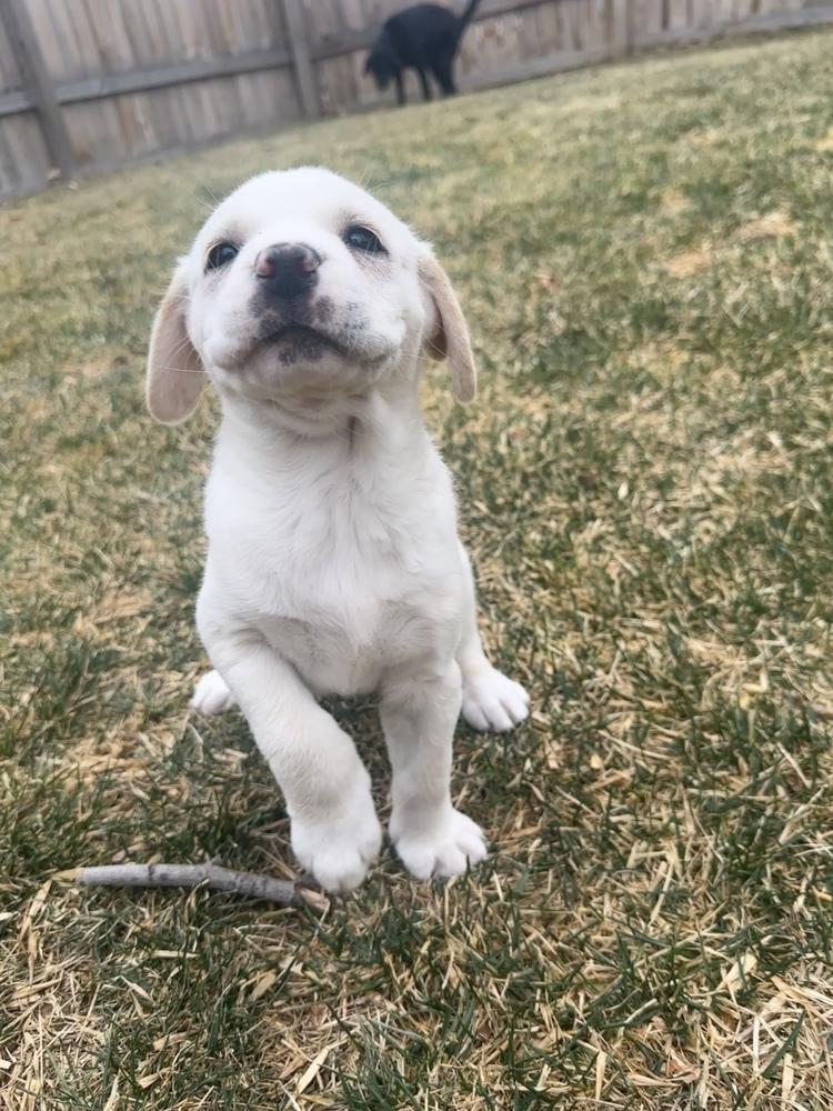 Enlarge Ukiah / Flora, a Adopted mixed breed in Broomfield, CO image 4/6