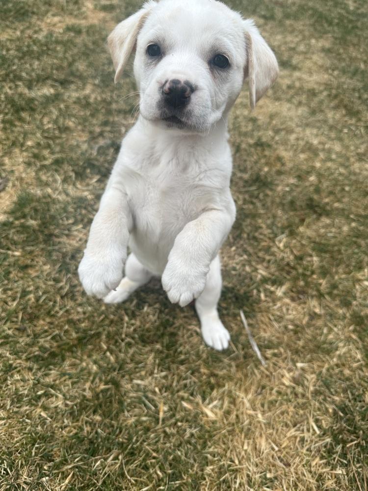 Enlarge Ukiah / Flora, a Adopted mixed breed in Broomfield, CO image 5/6