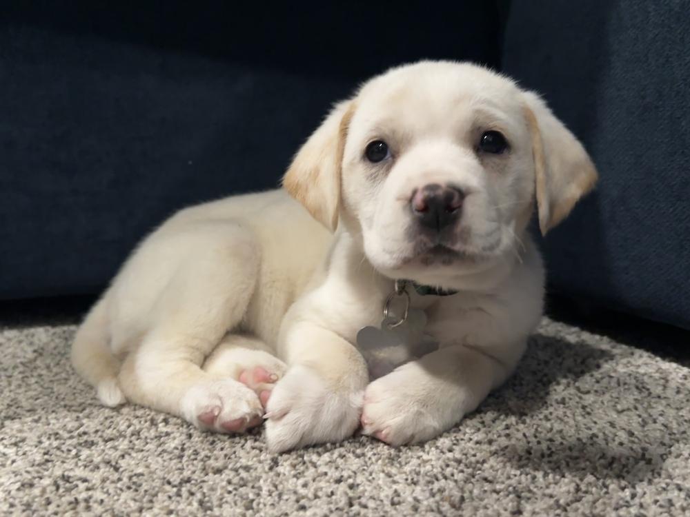 Enlarge Ukiah / Flora, a Adopted mixed breed in Broomfield, CO image 6/6
