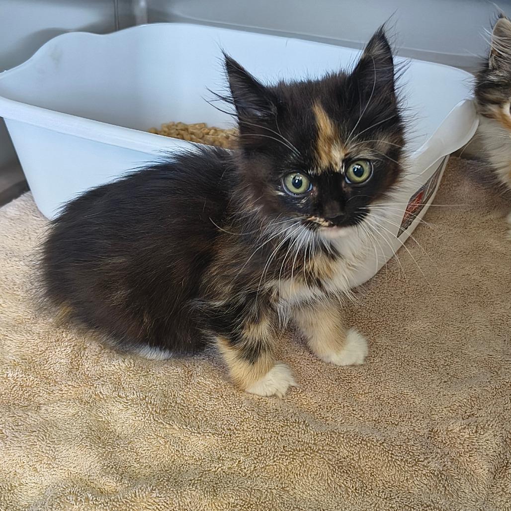 Enlarge Estrella, a Adoptable Domestic Medium Hair in Othello, WA image 1/1