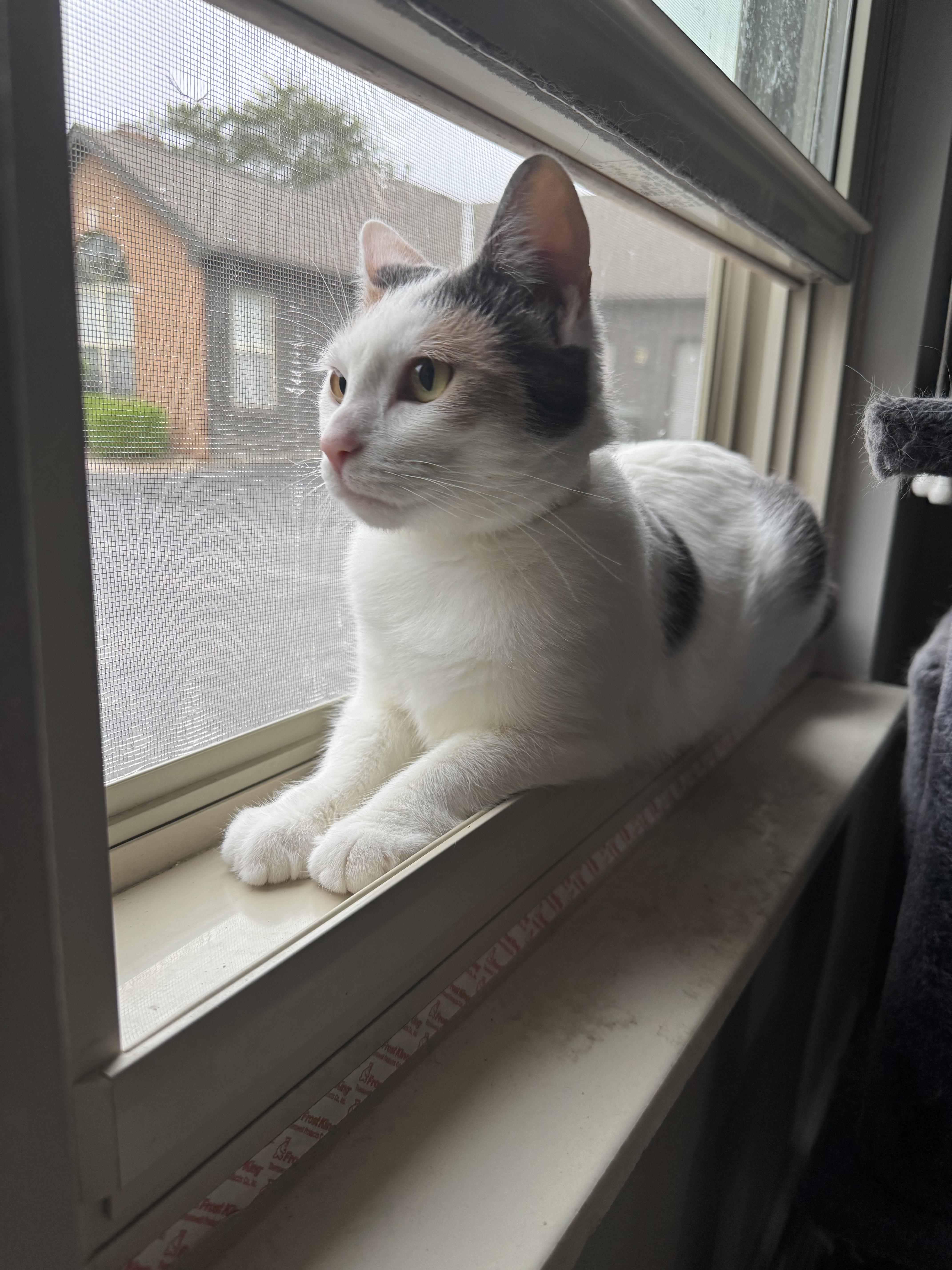 Enlarge Wendy, a ADOPTABLE Calico in Columbus, OH image 2/6