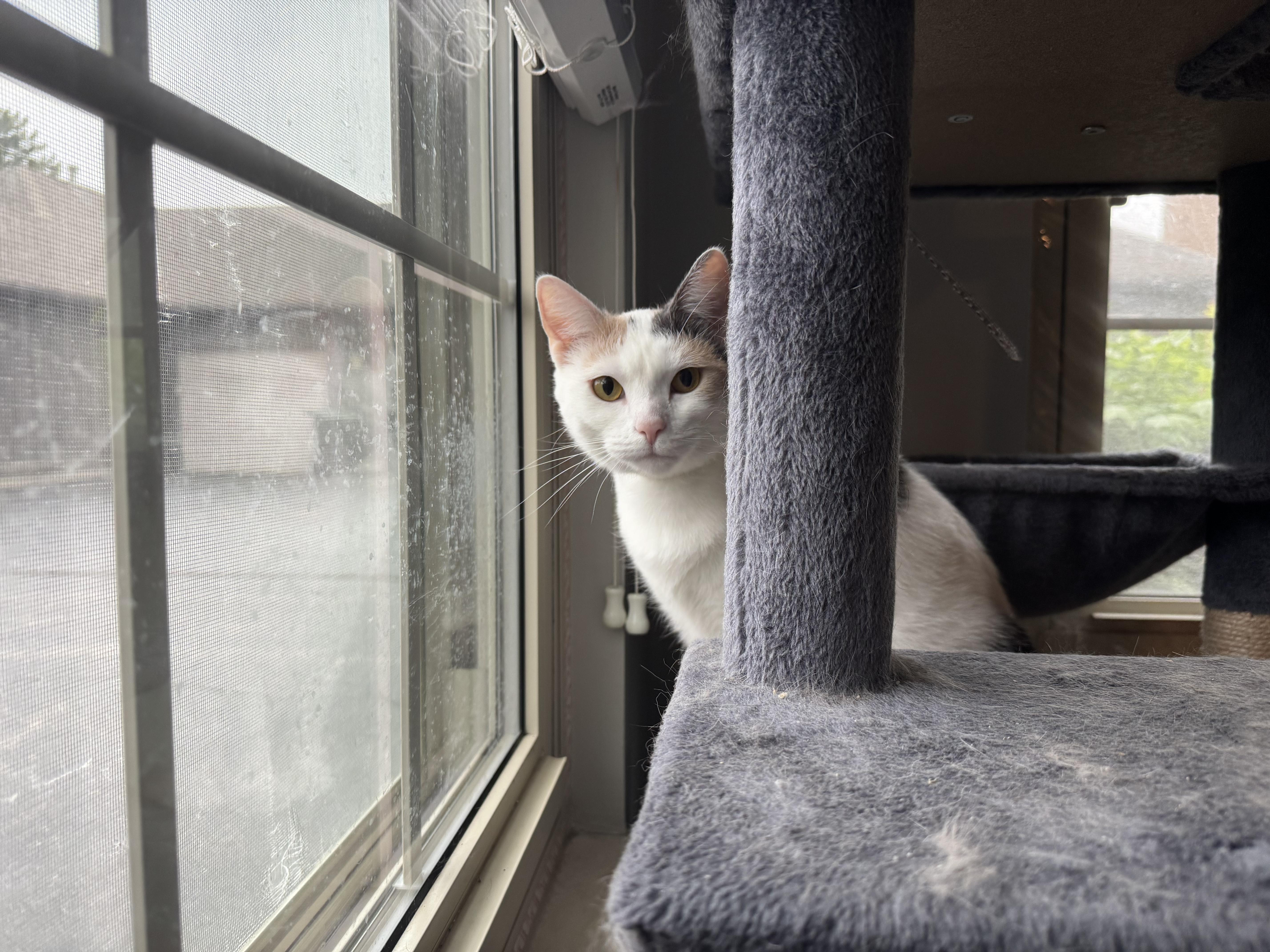 Enlarge Wendy, a ADOPTABLE Calico in Columbus, OH image 3/6