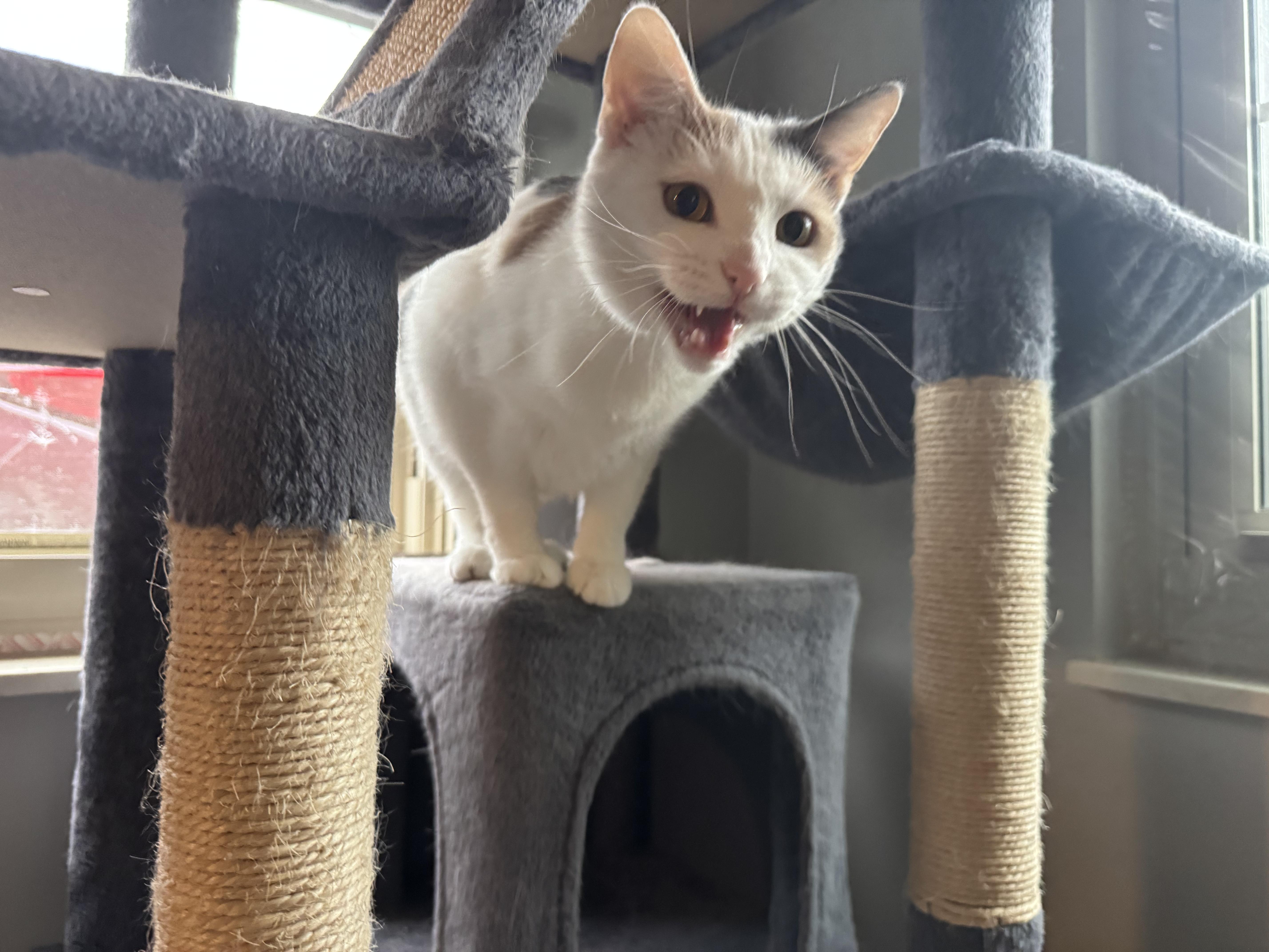 Wendy, ADOPTABLE, Young Female Calico.