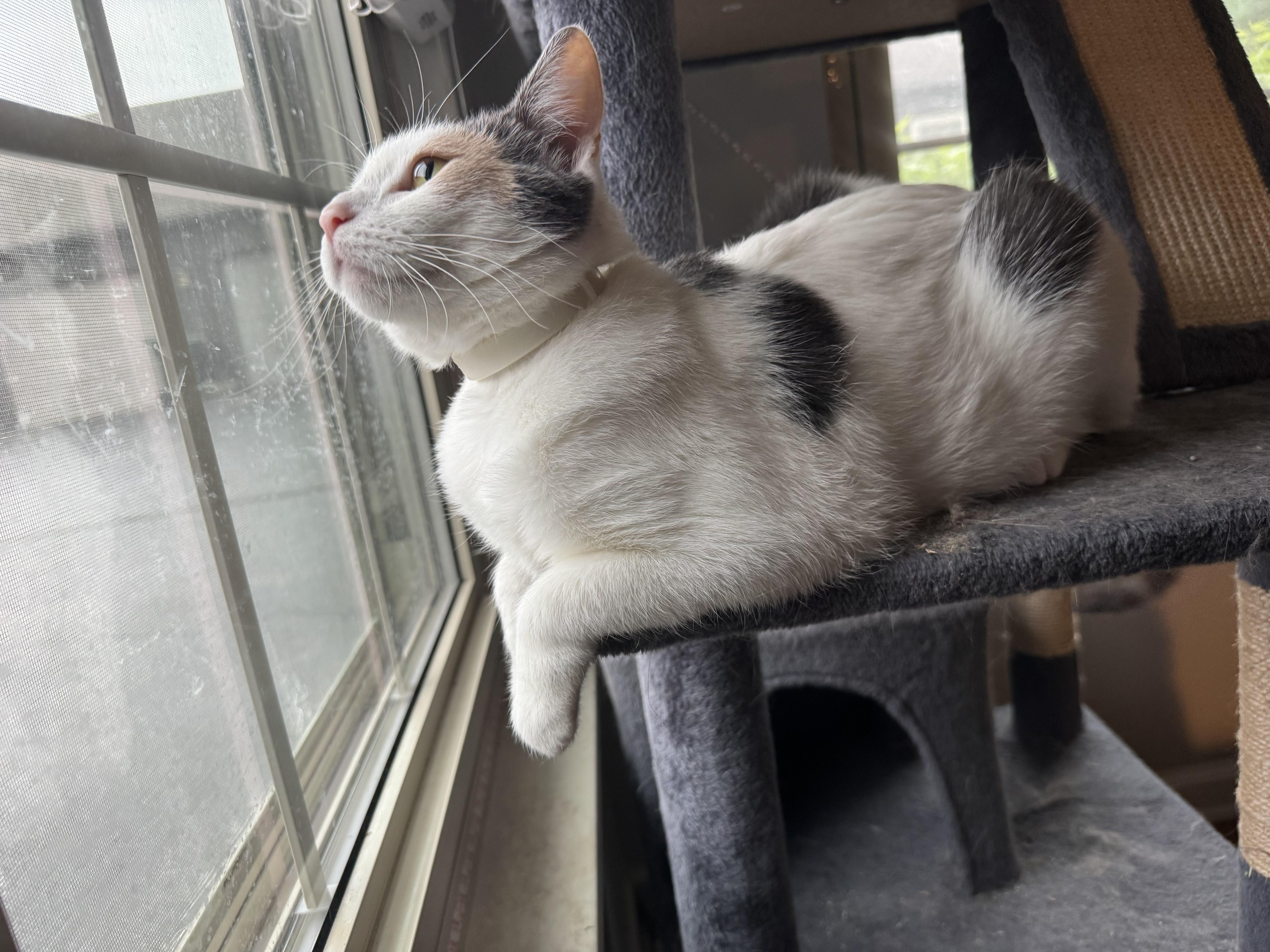 Enlarge Wendy, a ADOPTABLE Calico in Columbus, OH image 5/6