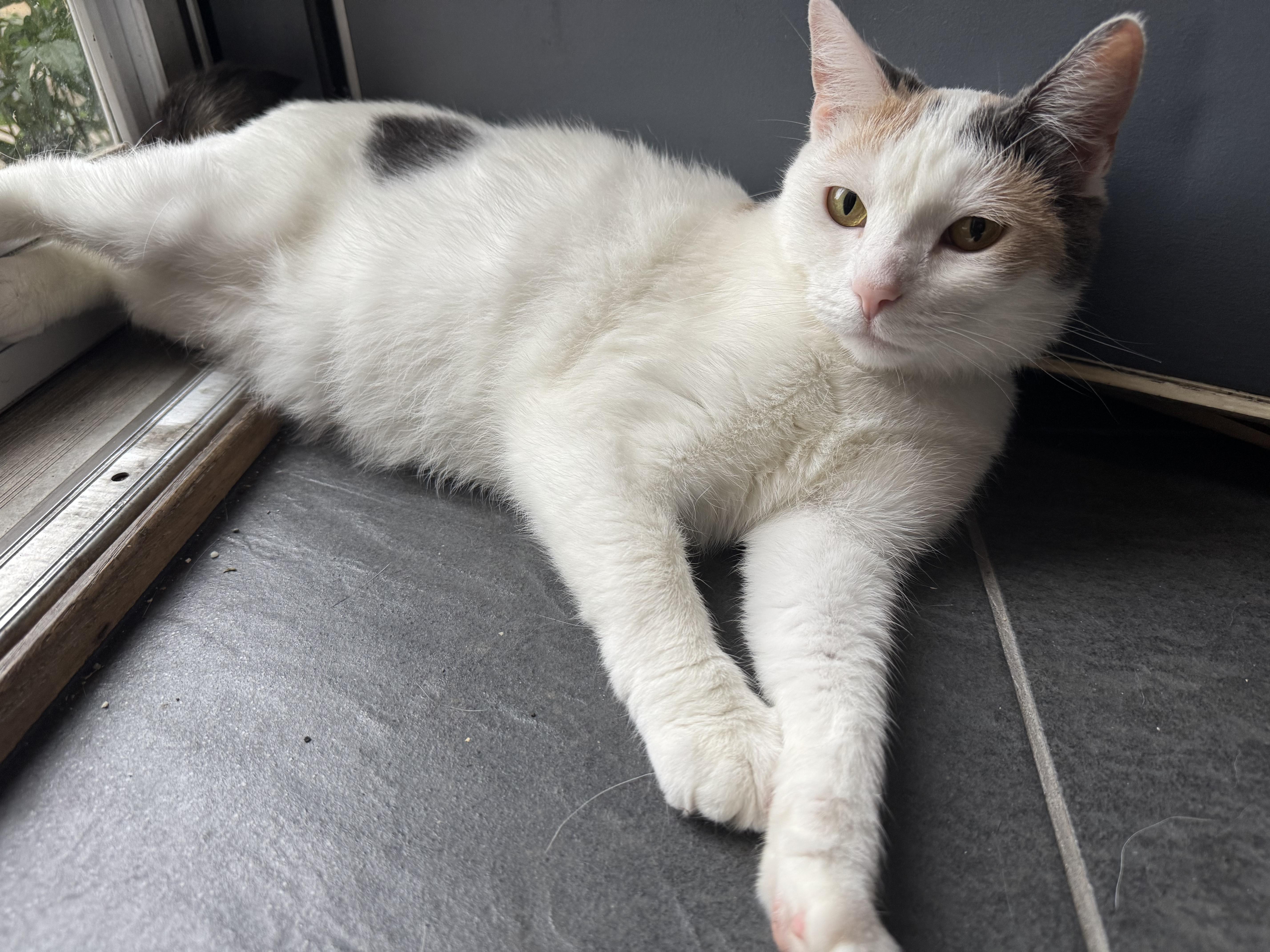 Enlarge Wendy, a ADOPTABLE Calico in Columbus, OH image 4/6