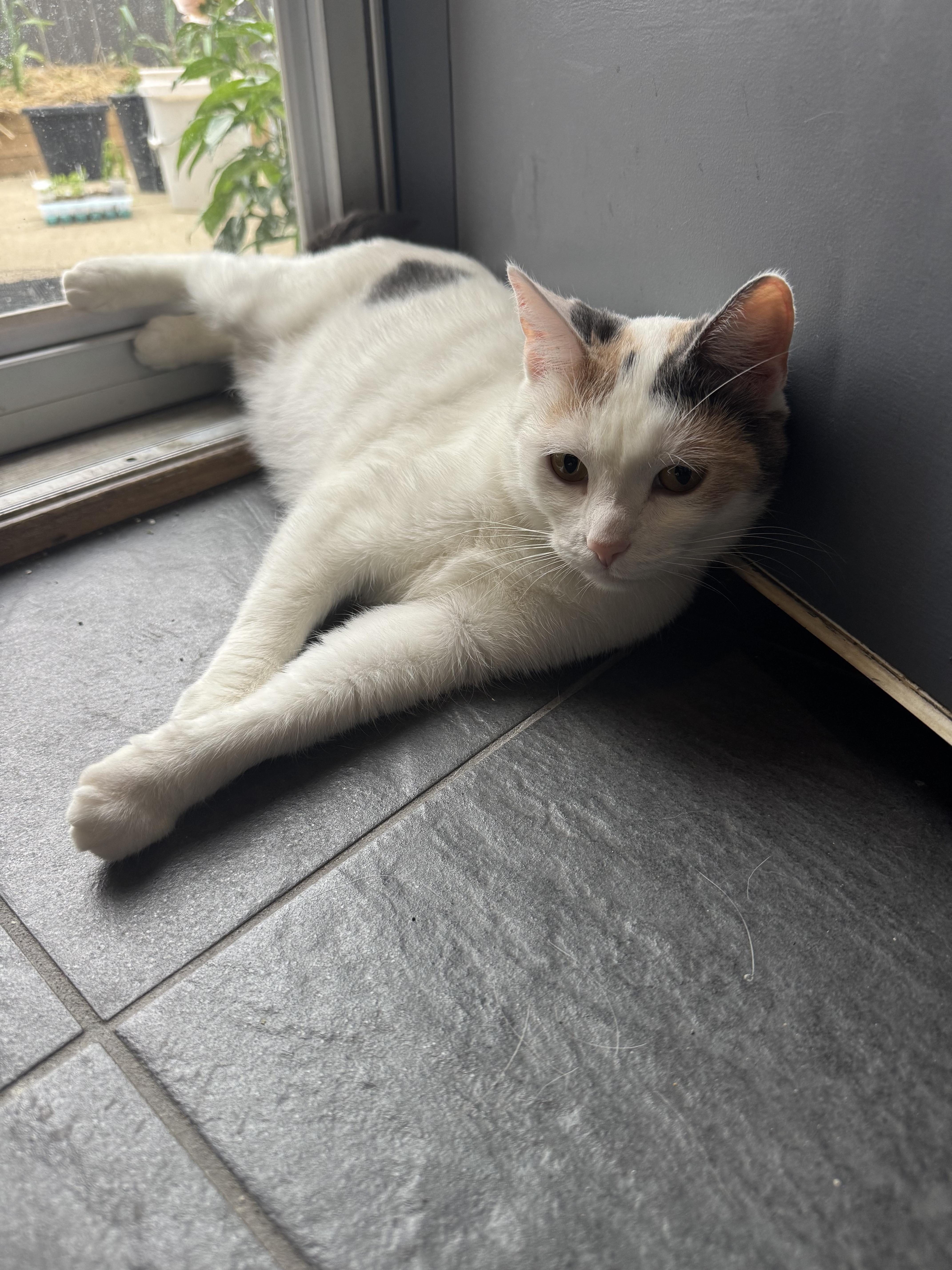 Enlarge Wendy, a ADOPTABLE Calico in Columbus, OH image 6/6