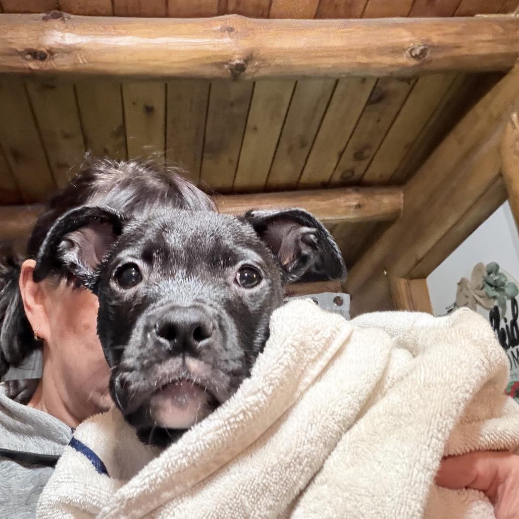 Marcella, Adoptable, Puppy Female Pit Bull Terrier.