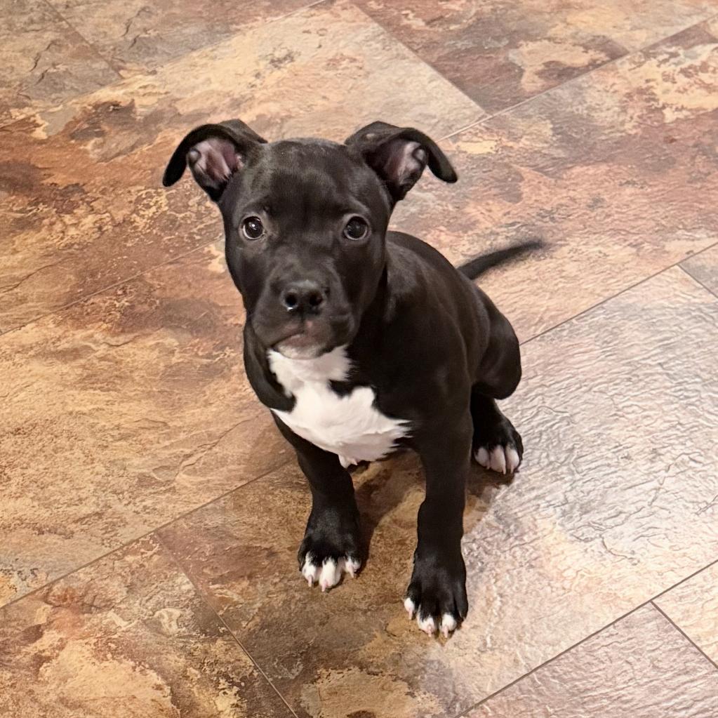 Enlarge Marcella, a Adoptable Pit Bull Terrier in Northville, MI image 3/3