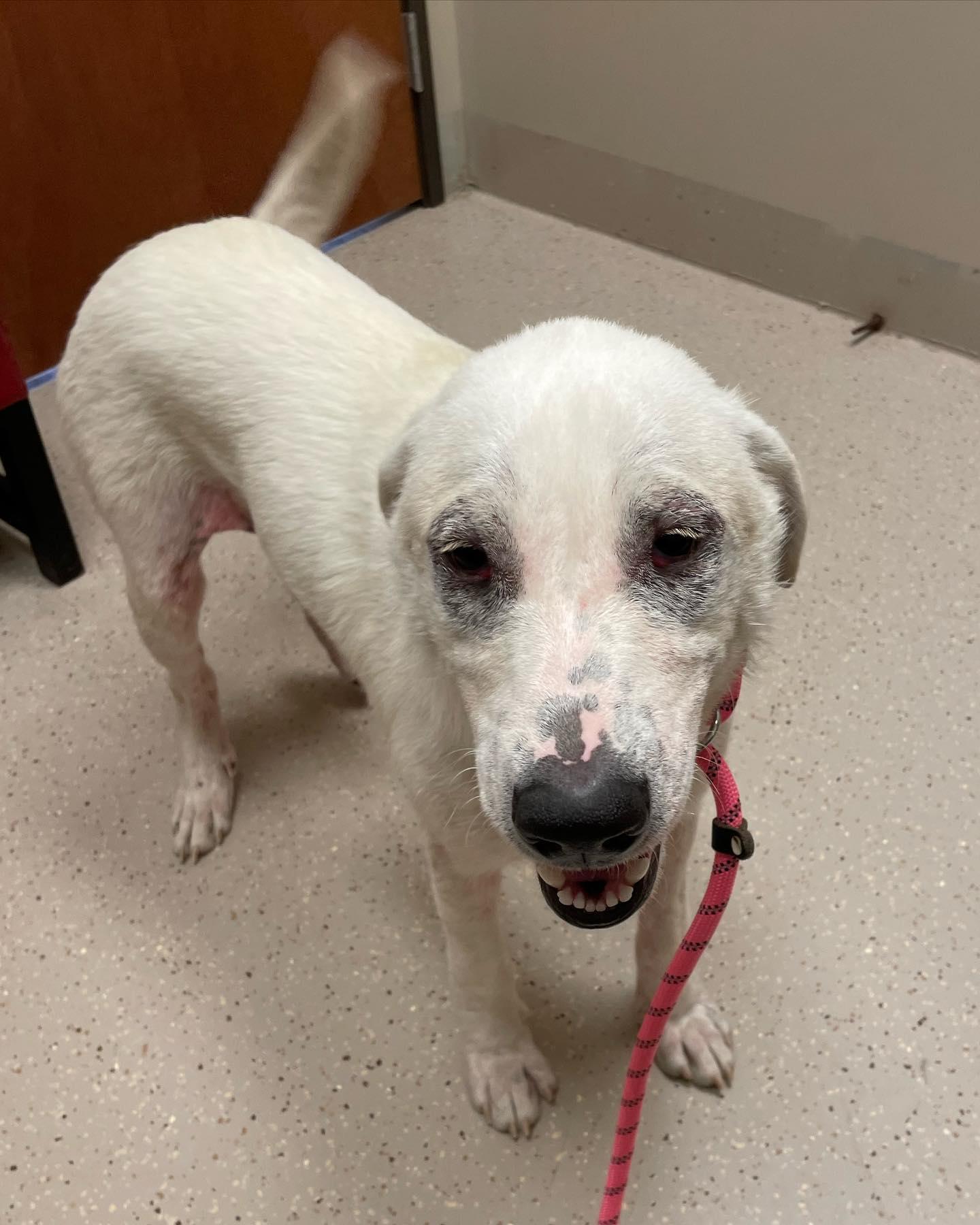 Enlarge Bennie, a Adoptable Akbash in Whitewright, TX image 3/3