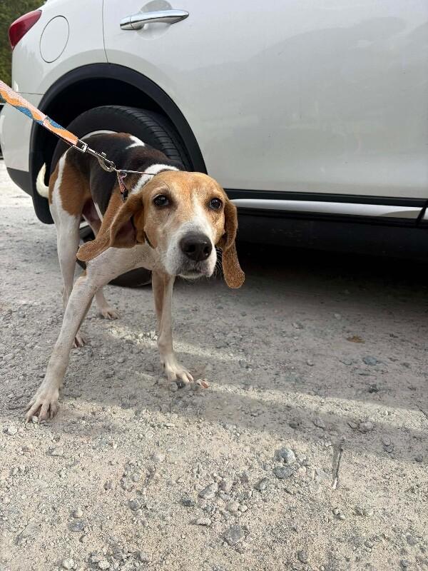Enlarge minnow, a Adoptable English Coonhound in Burgaw, NC image 1/1