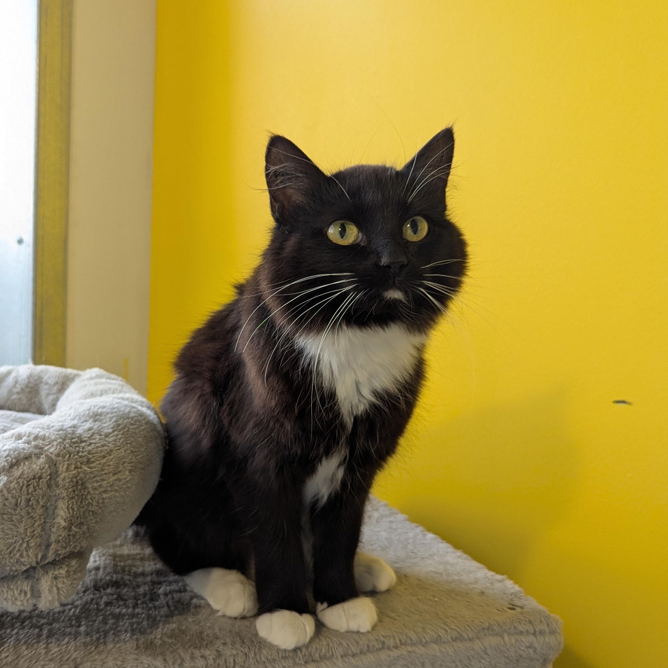Enlarge Midge, an adopted Domestic Medium Hair in Morden, MB image 4/4