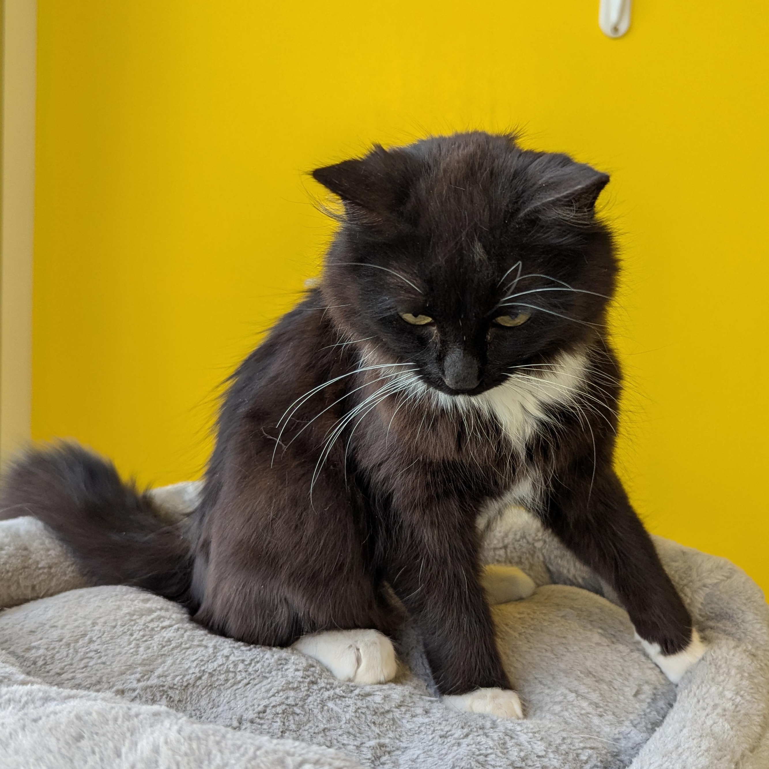 Enlarge Midge, an adopted Domestic Medium Hair in Morden, MB image 2/4