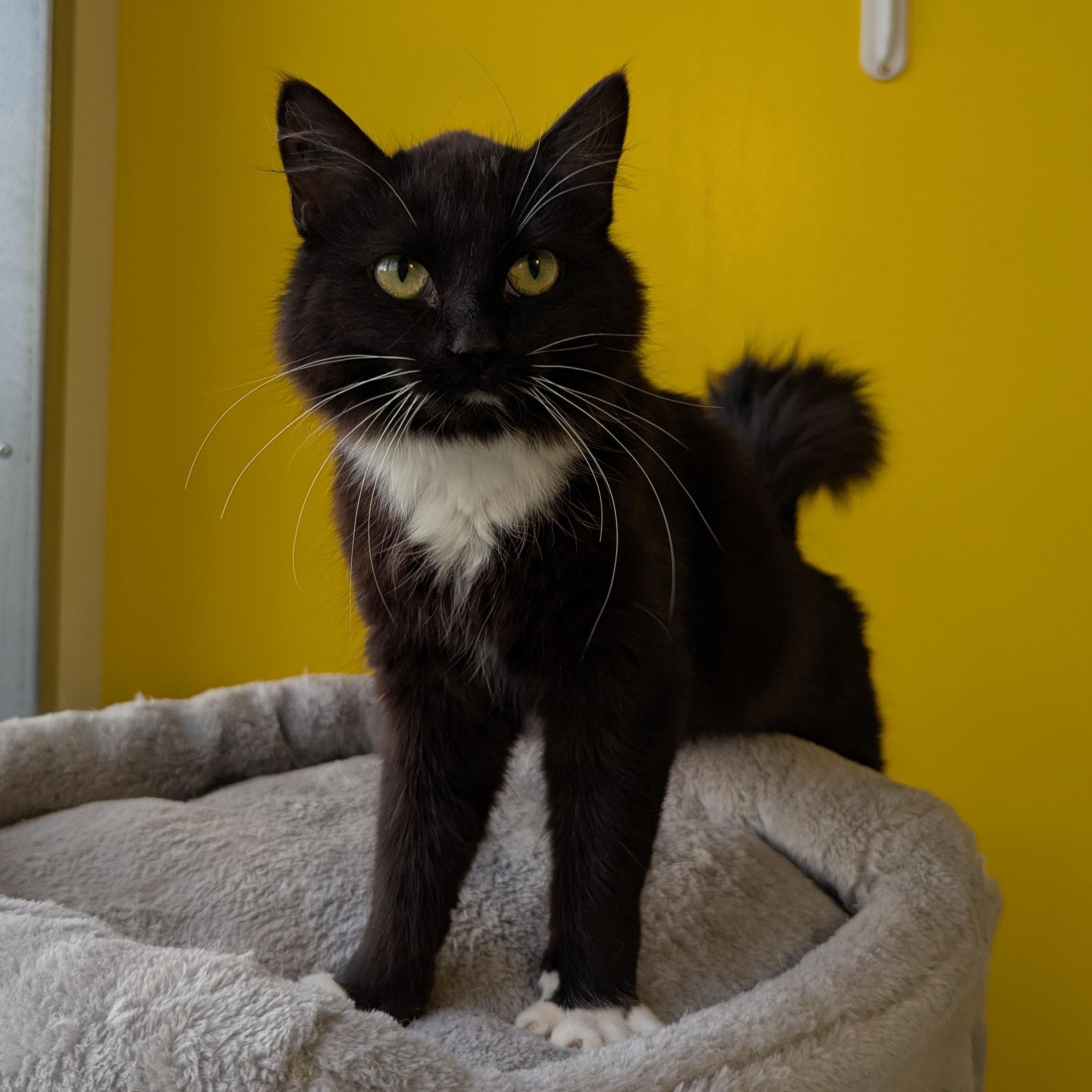 Enlarge Midge, an adopted Domestic Medium Hair in Morden, MB image 1/4