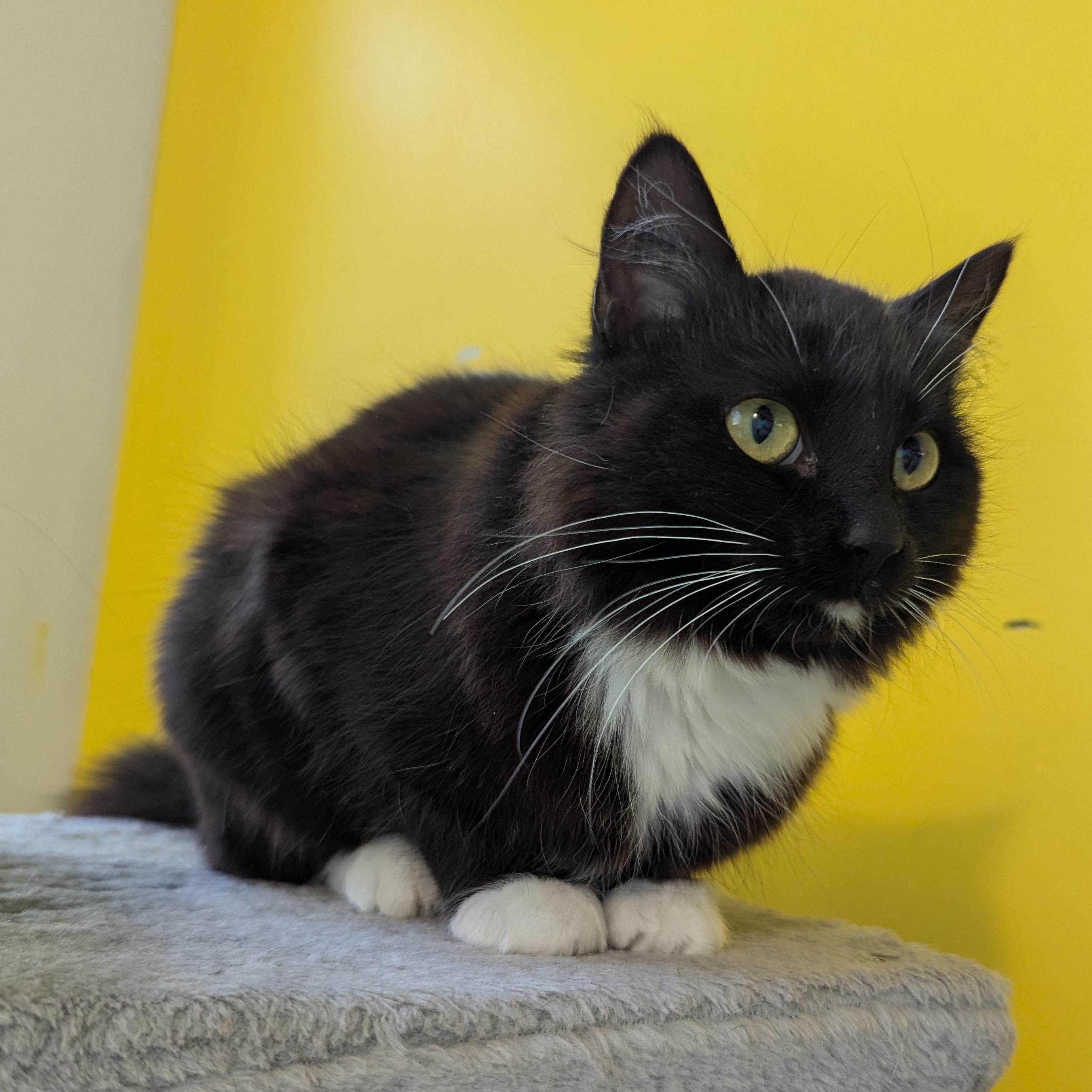 Enlarge Midge, an adopted Domestic Medium Hair in Morden, MB image 3/4