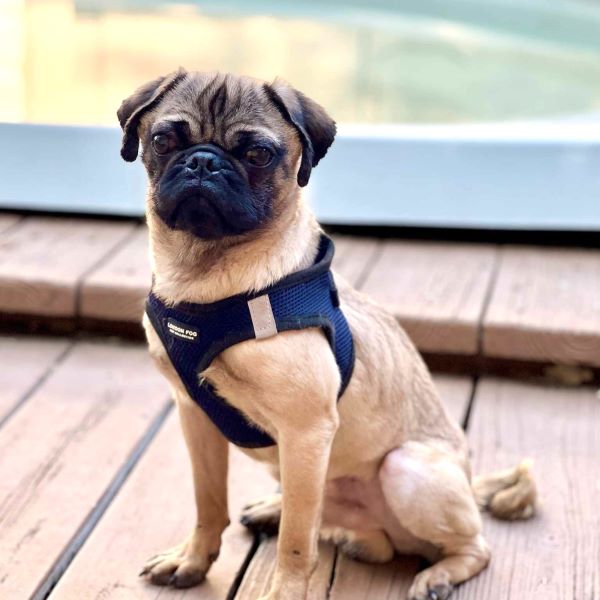 Pickles, Adoptable, Young Male Pug.