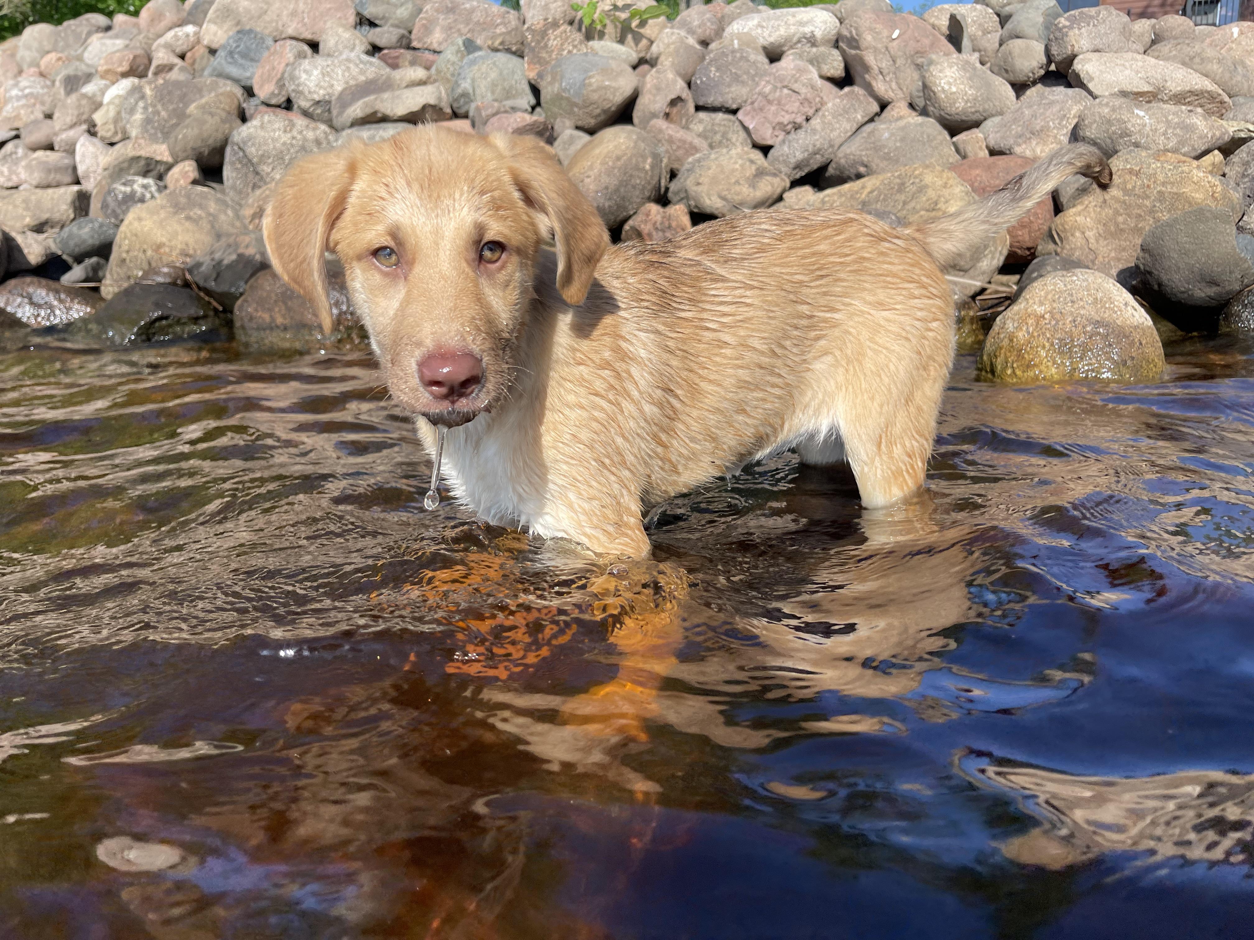 Jodie, adopted, Young Female Labrador Retriever & Golden Retriever.
