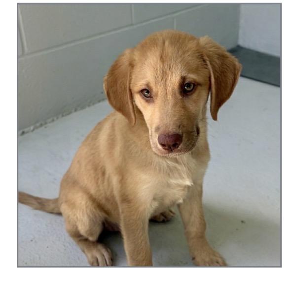 Enlarge Jodie, a Adoptable mixed breed in Winter, WI image 1/1