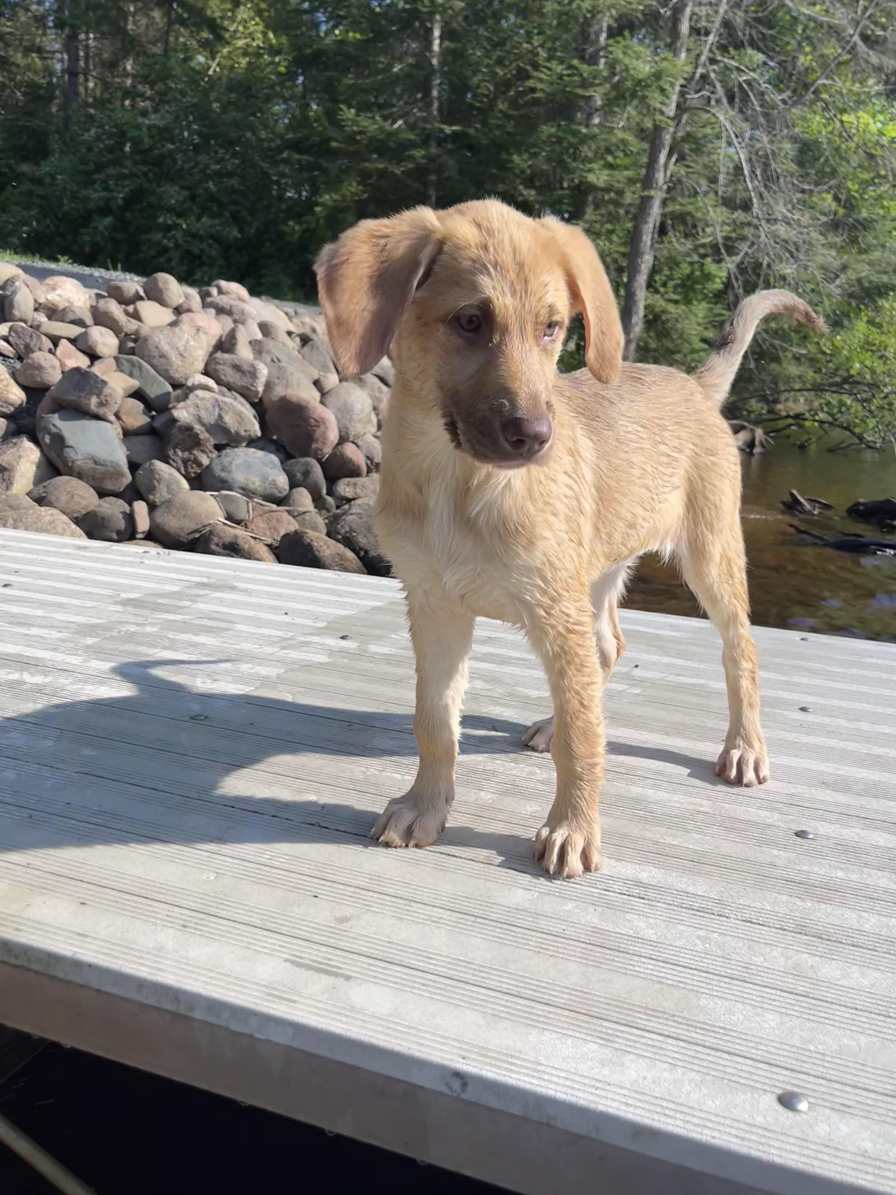 Enlarge Jodie, an adopted mixed breed in Winter, WI image 2/2