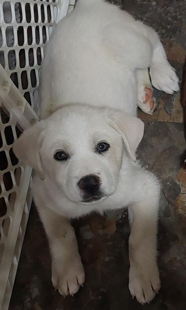 Enlarge Arctic, an adoption pending mixed breed in Conesus, NY image 5/6