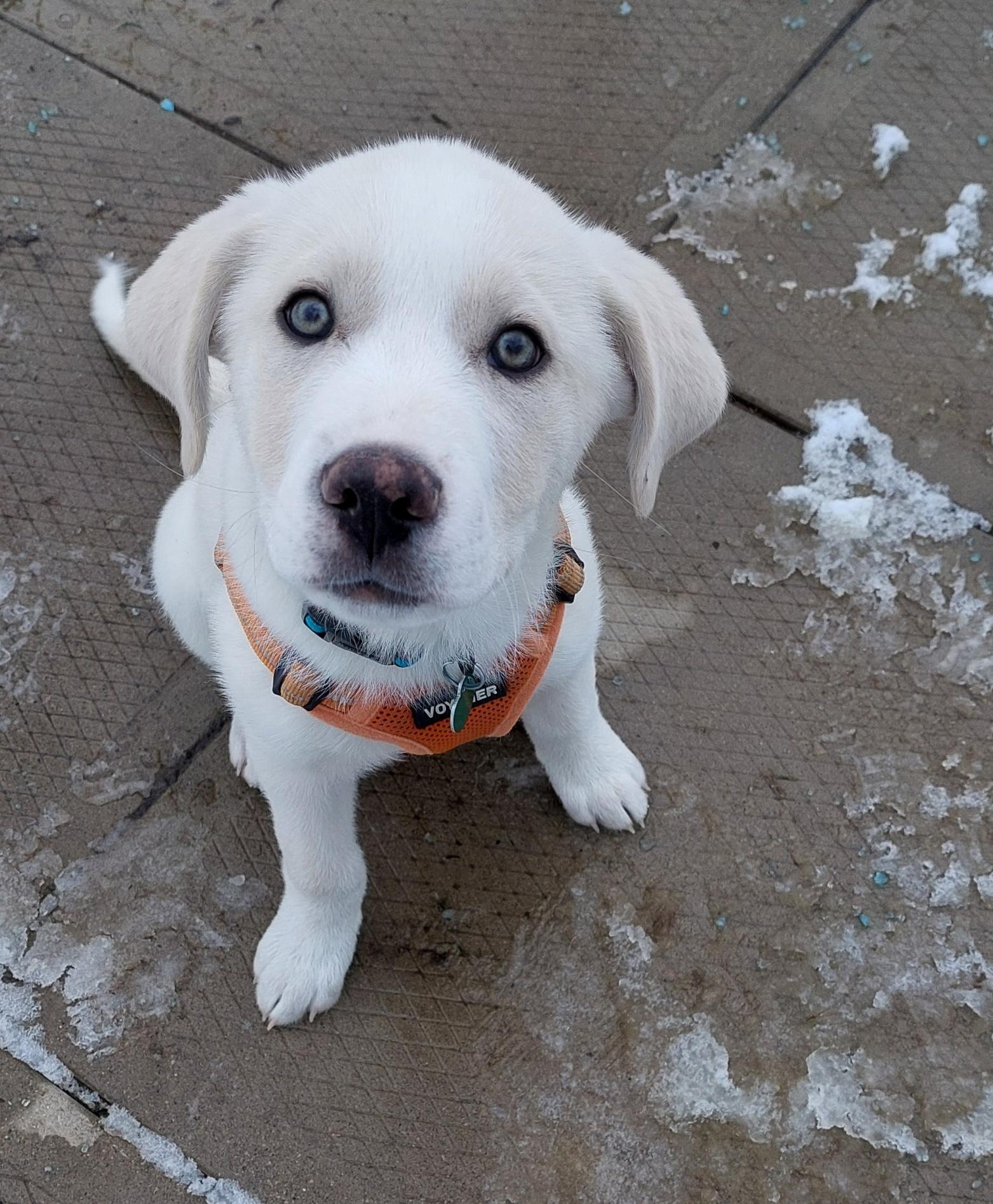 Arctic, adoptable, Puppy Male Husky & Labrador Retriever.