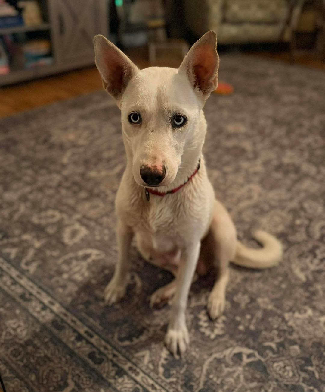 Enlarge Arctic, an adoption pending mixed breed in Conesus, NY image 6/6