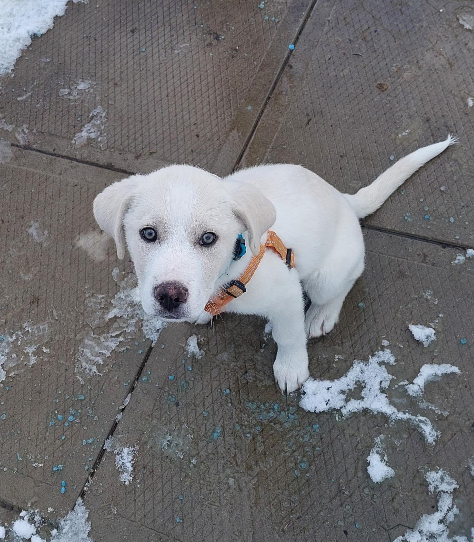 Enlarge Arctic, an adoption pending mixed breed in Conesus, NY image 2/6