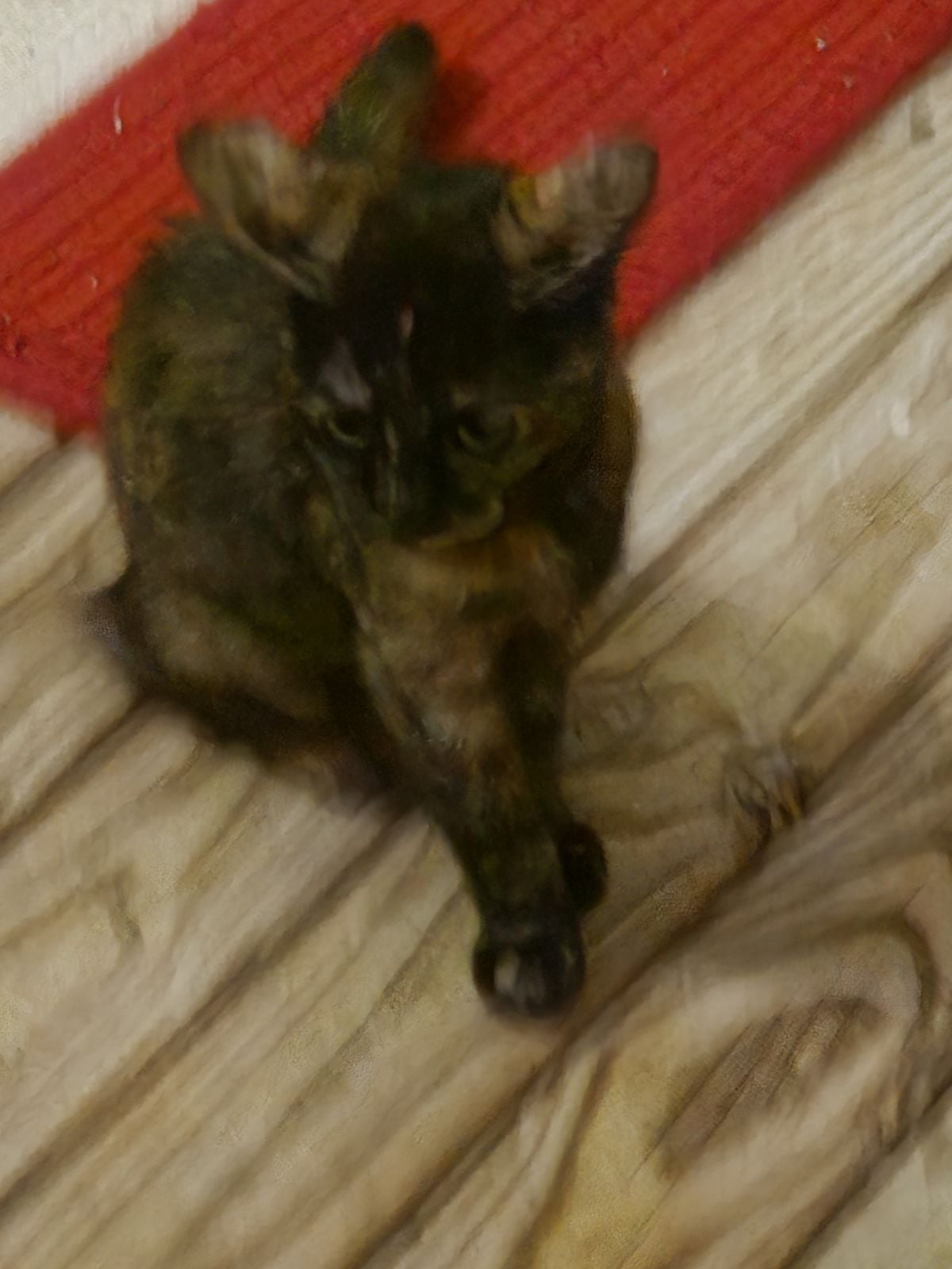 Spirit, Adoptable, Young Female Tortoiseshell.