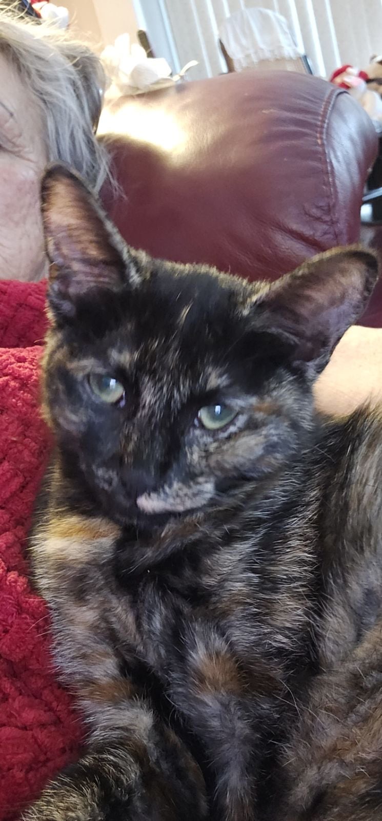 Spirit, a Adoptable Tortoiseshell in Trinity, NC image 2/2