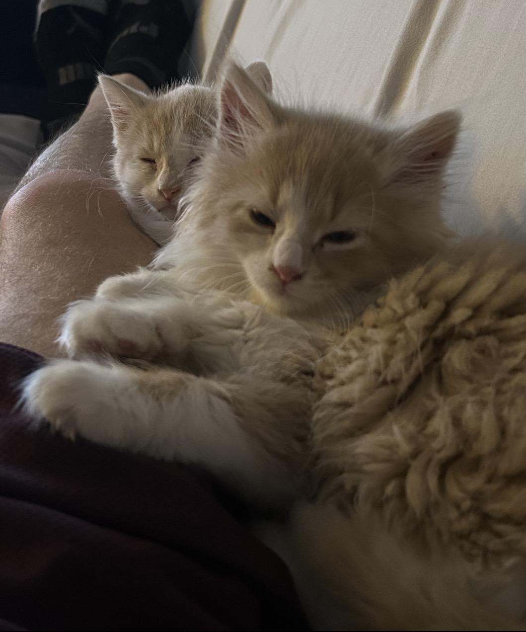 Francois thumbnail 3