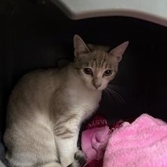 Enlarge CHARMY-CAT, a Adoptable mixed breed in Mckinleyville, CA image 1/1