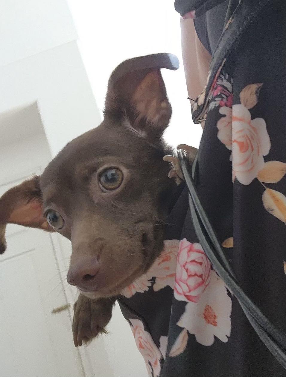 Enlarge Henry, a Adoptable mixed breed in Agua Dulce, CA image 1/3