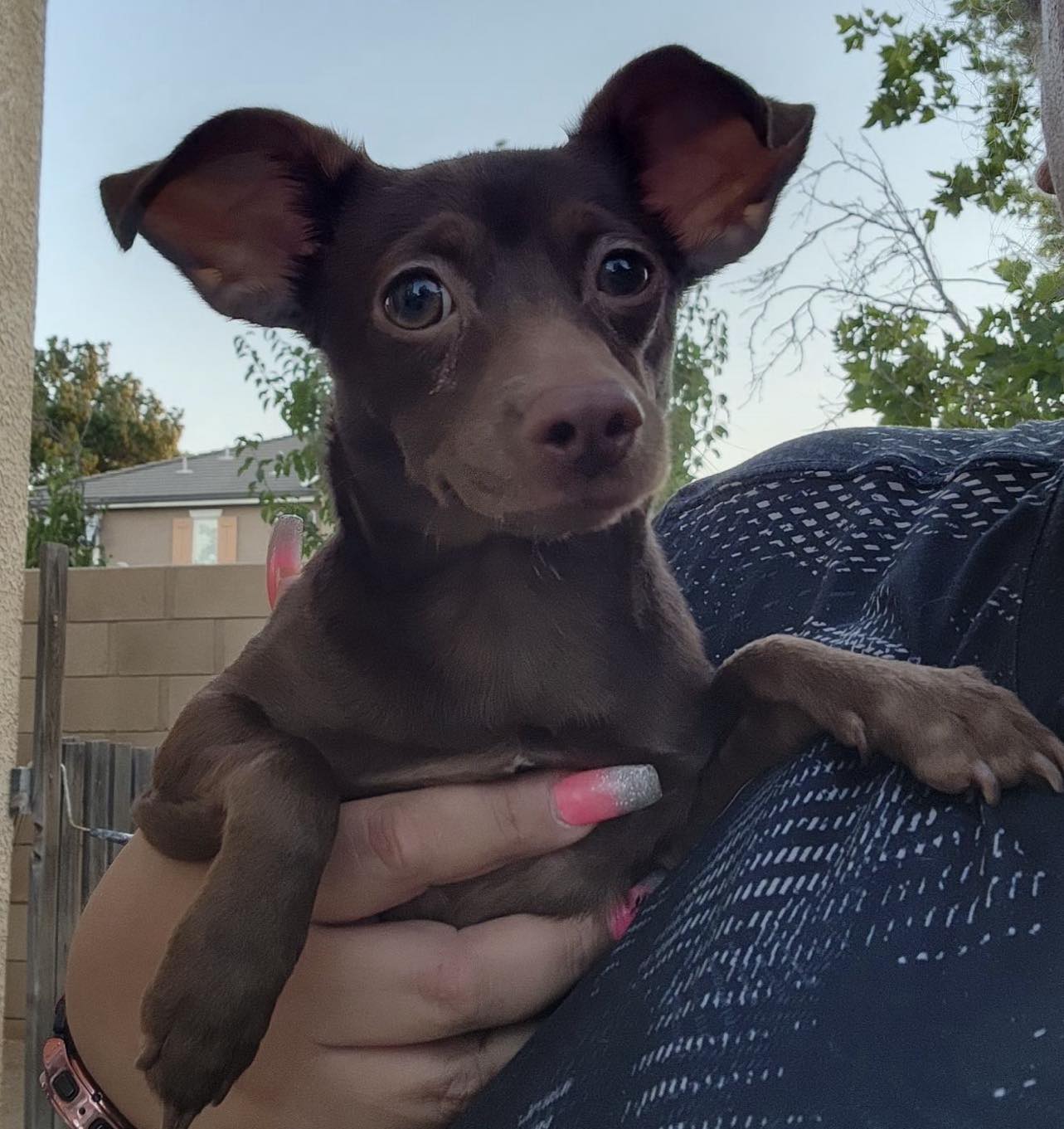 Enlarge Henry, a Adoptable mixed breed in Agua Dulce, CA image 2/3