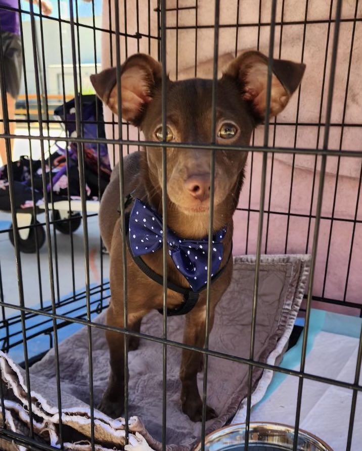 Enlarge Henry, a Adoptable mixed breed in Agua Dulce, CA image 3/3