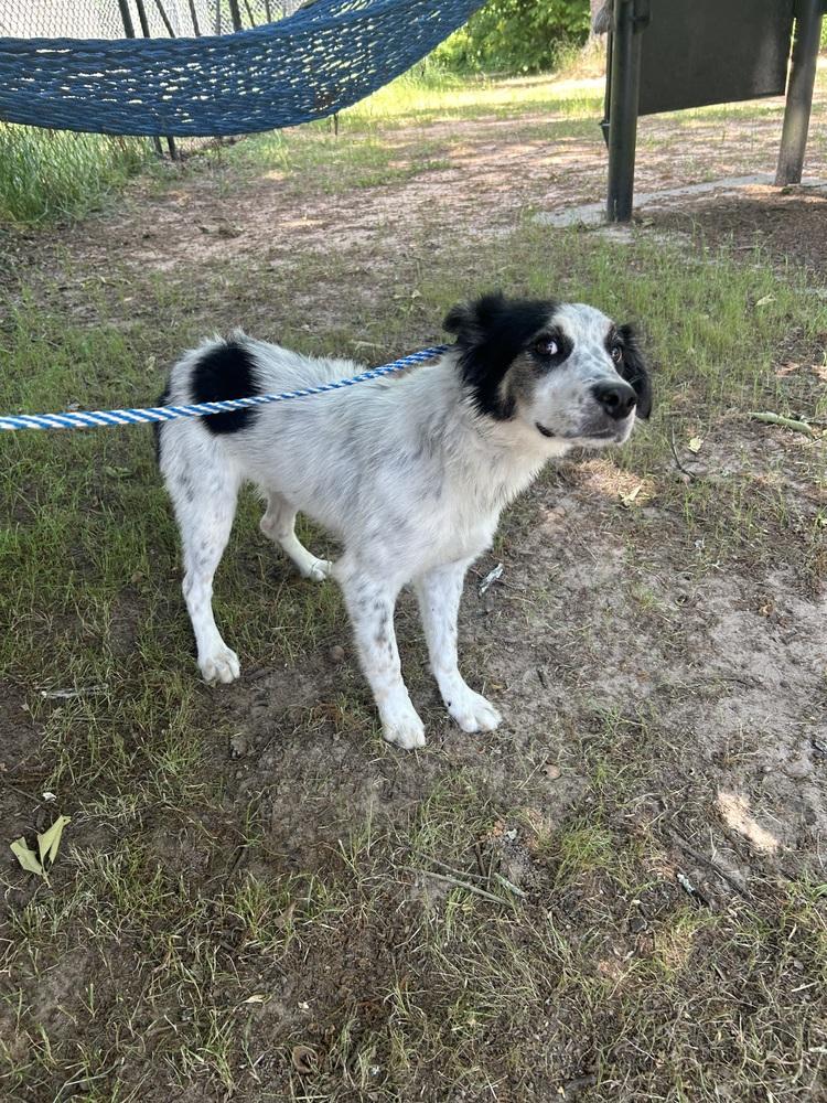 Enlarge Cassie, a Adoptable mixed breed in Dawson, GA image 1/6