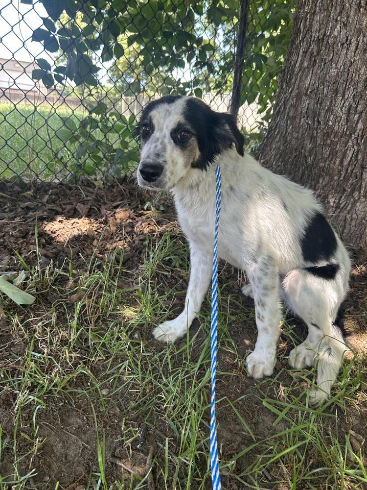 Enlarge Cassie, a Adoptable mixed breed in Dawson, GA image 3/6