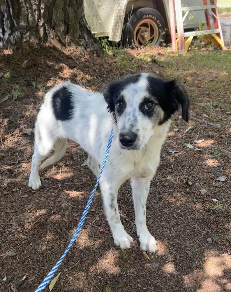 Enlarge Cassie, a Adoptable mixed breed in Dawson, GA image 5/6