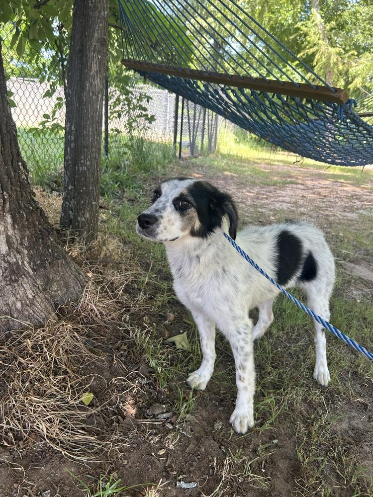 Enlarge Cassie, a Adoptable mixed breed in Dawson, GA image 6/6