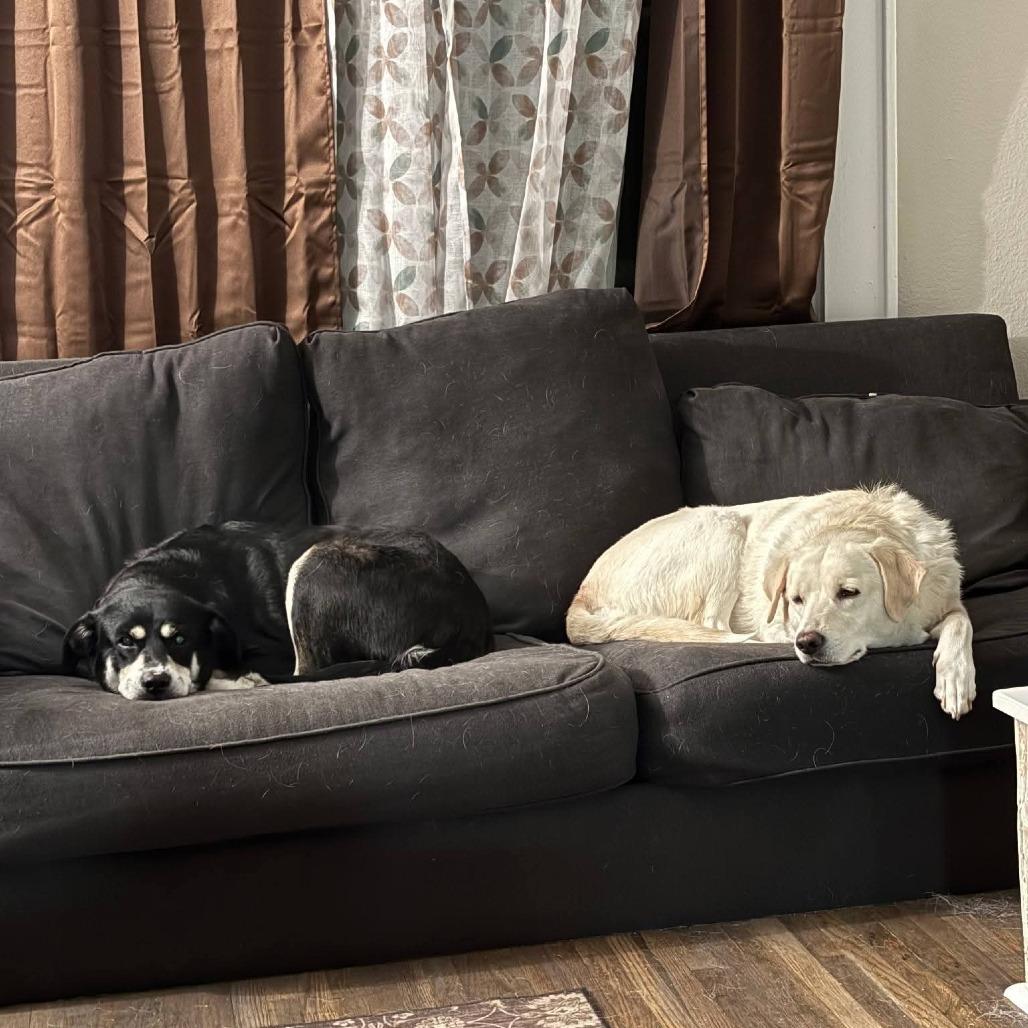 Emme, Adoptable, Adult Female Mixed Breed.